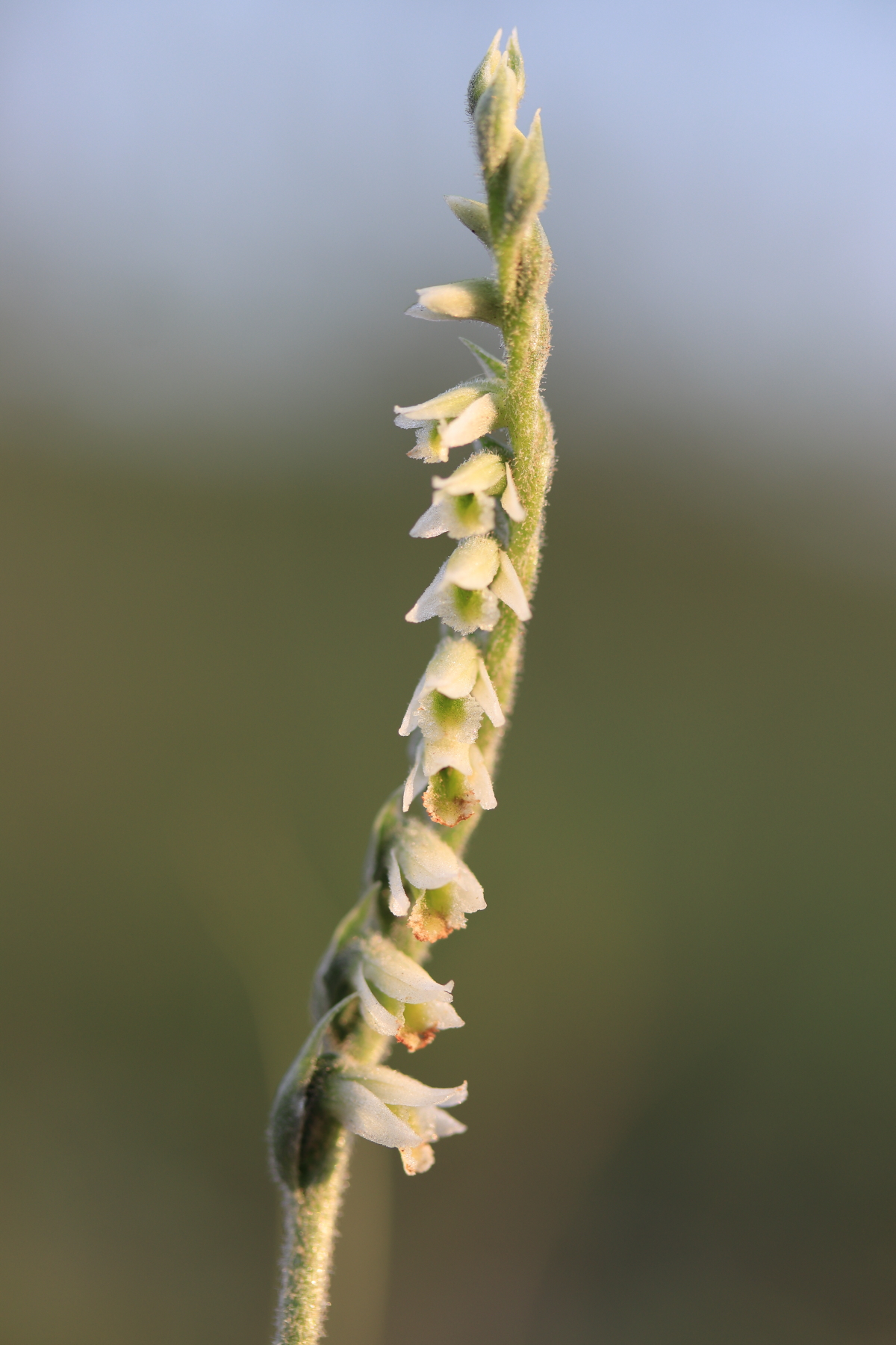 Spiranthes spiralis