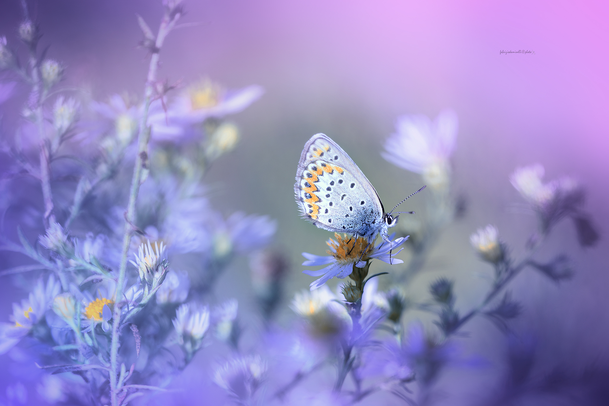 Reverdin's Blue - Plebejus argyrognomon
