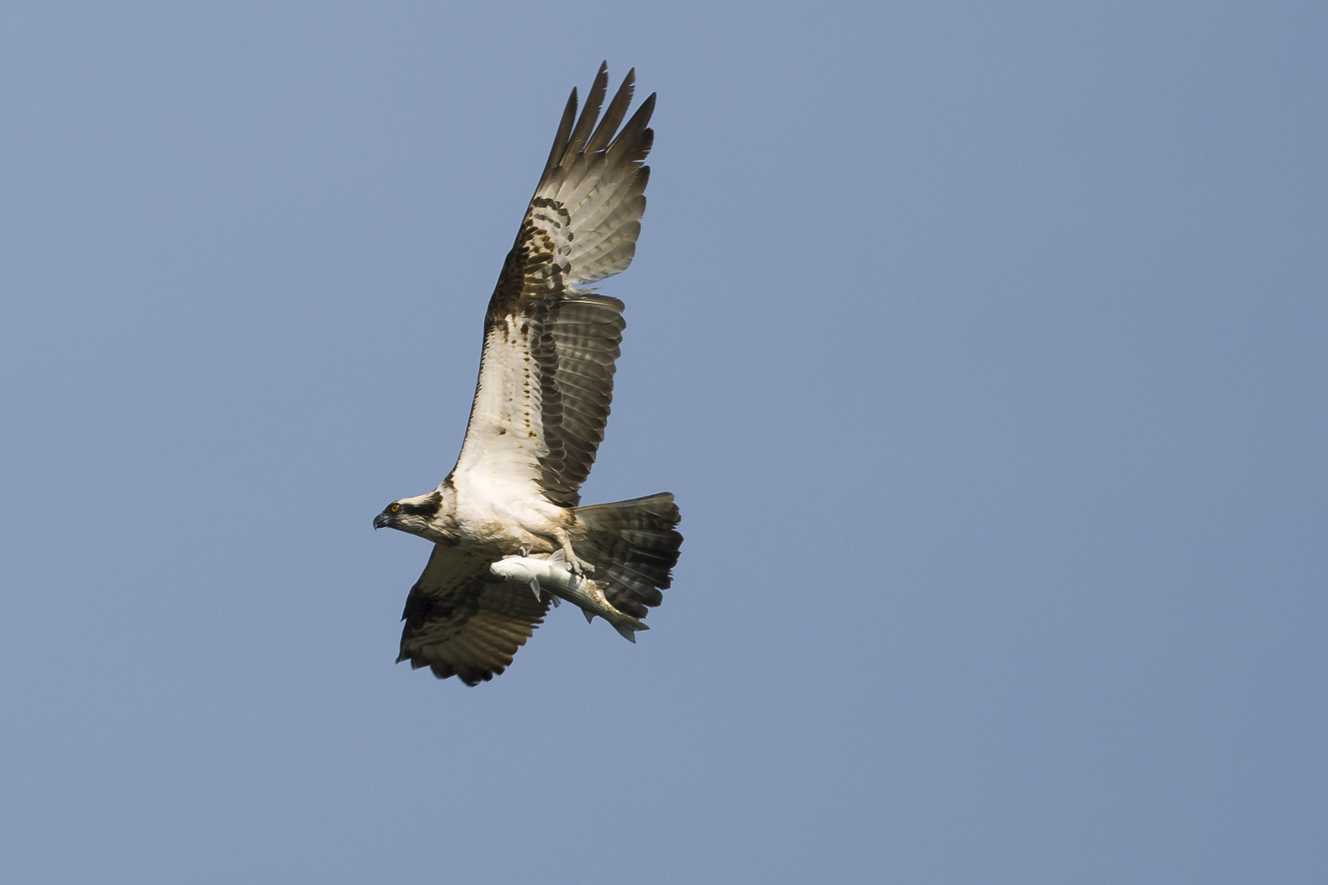 Osprey