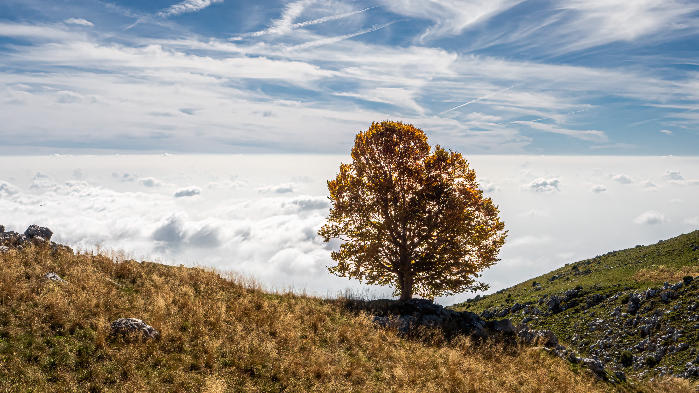 l'albero sopra le nuvole