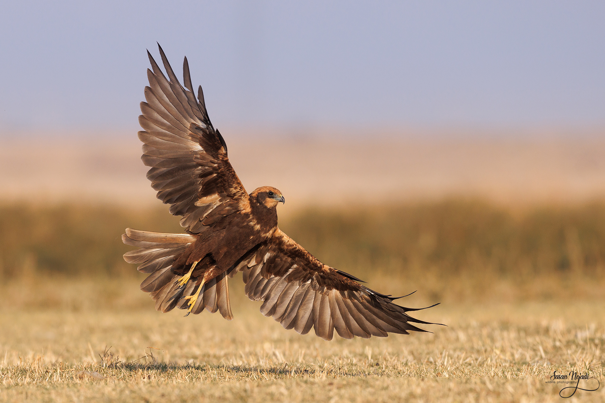 marsh harrier