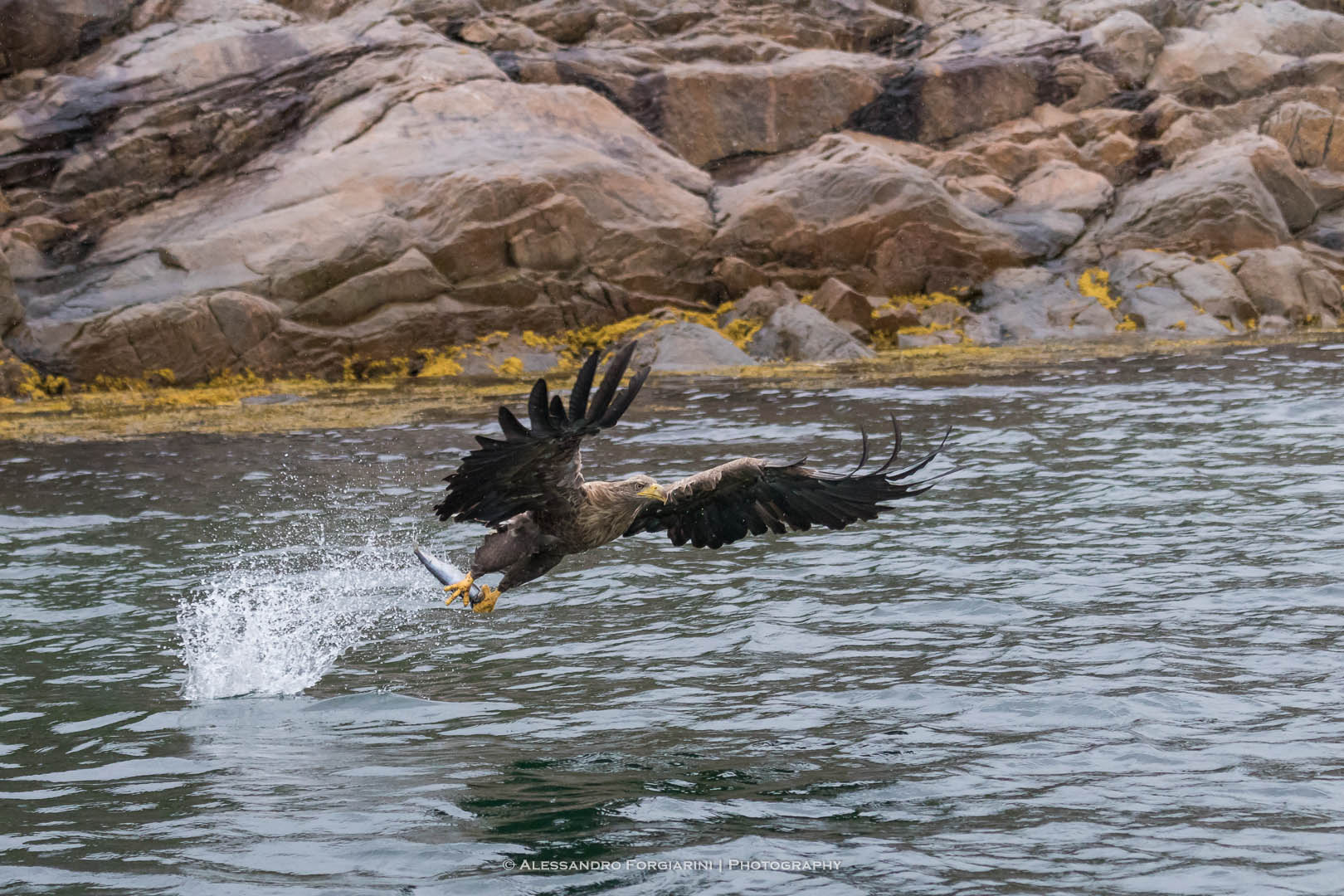 Sea Eagle
