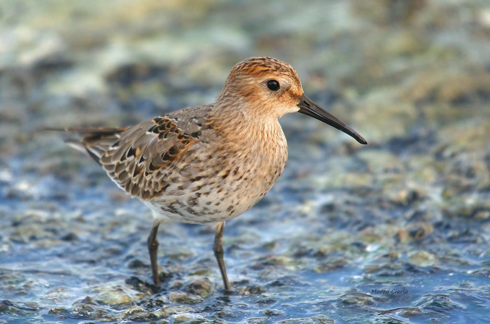 Piovanello pancianera (Calidris alpina)
