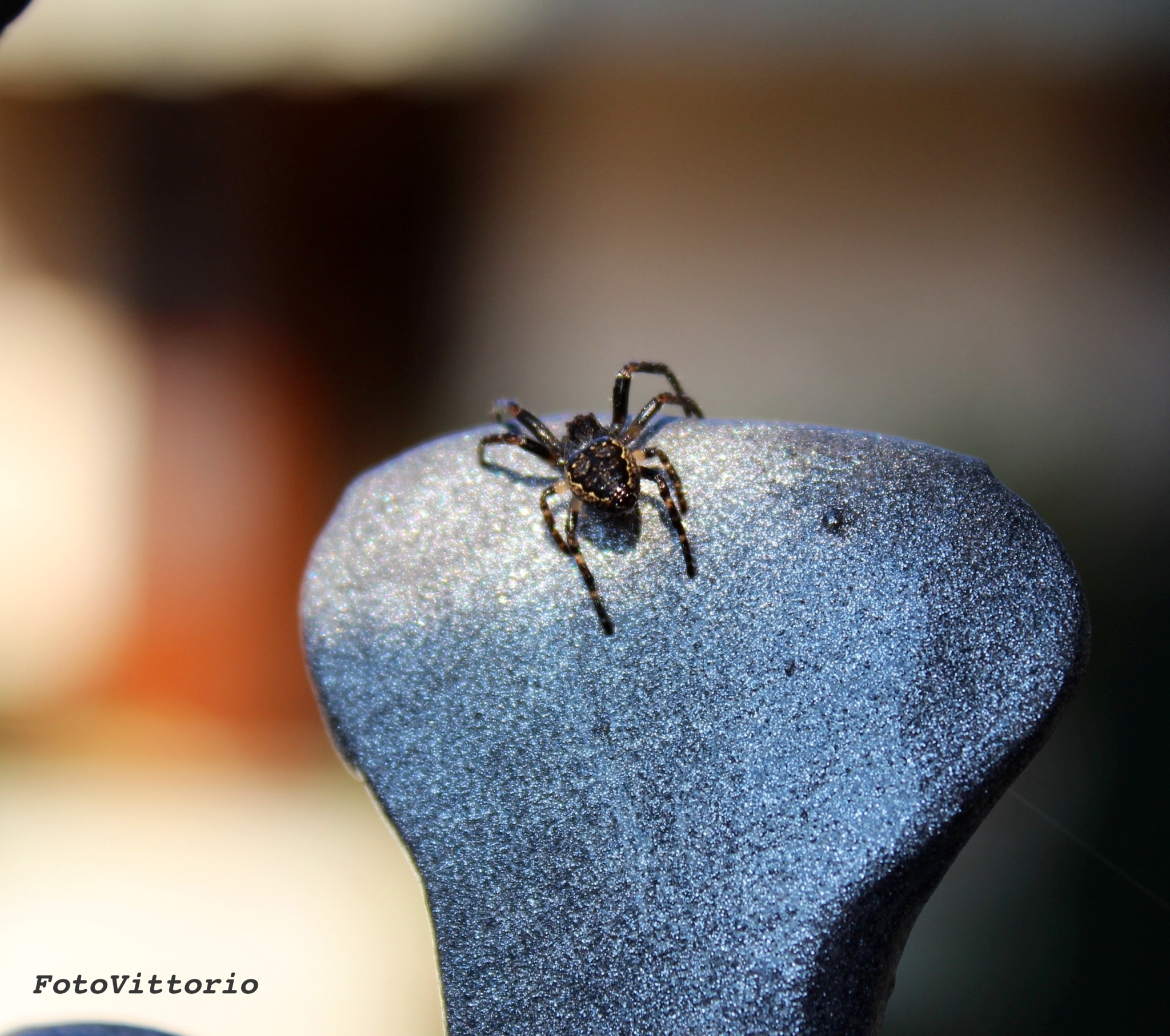 Spider in the sun ...