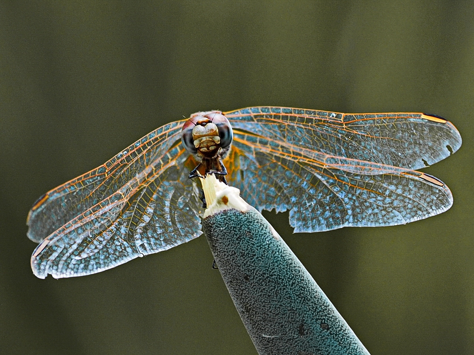 Dragonfly