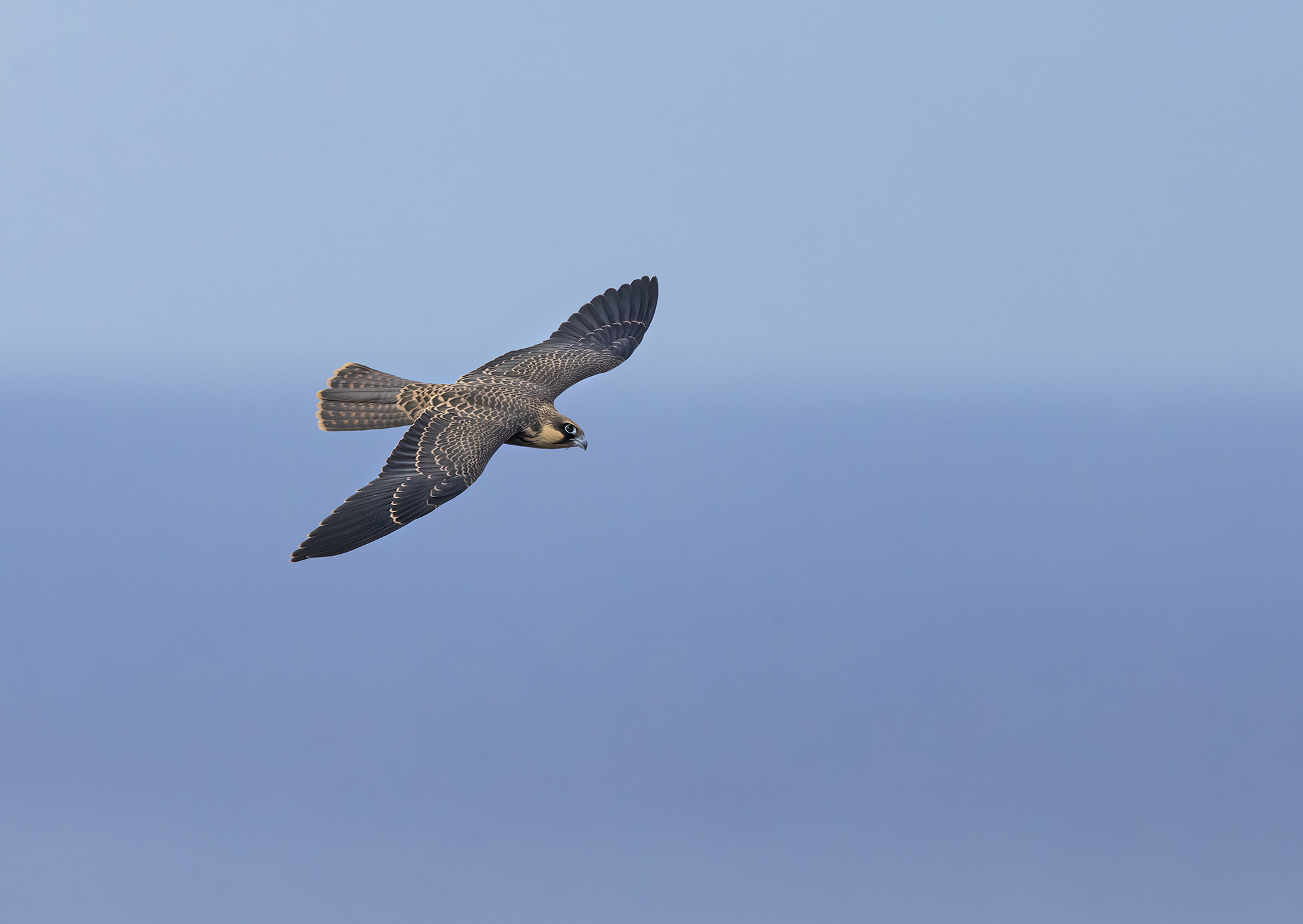 falco della regina(falco eleonorae)