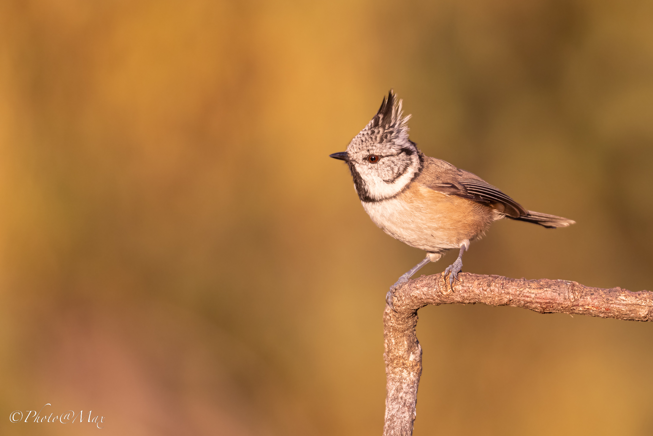 Certo che con quel ciuffo ...