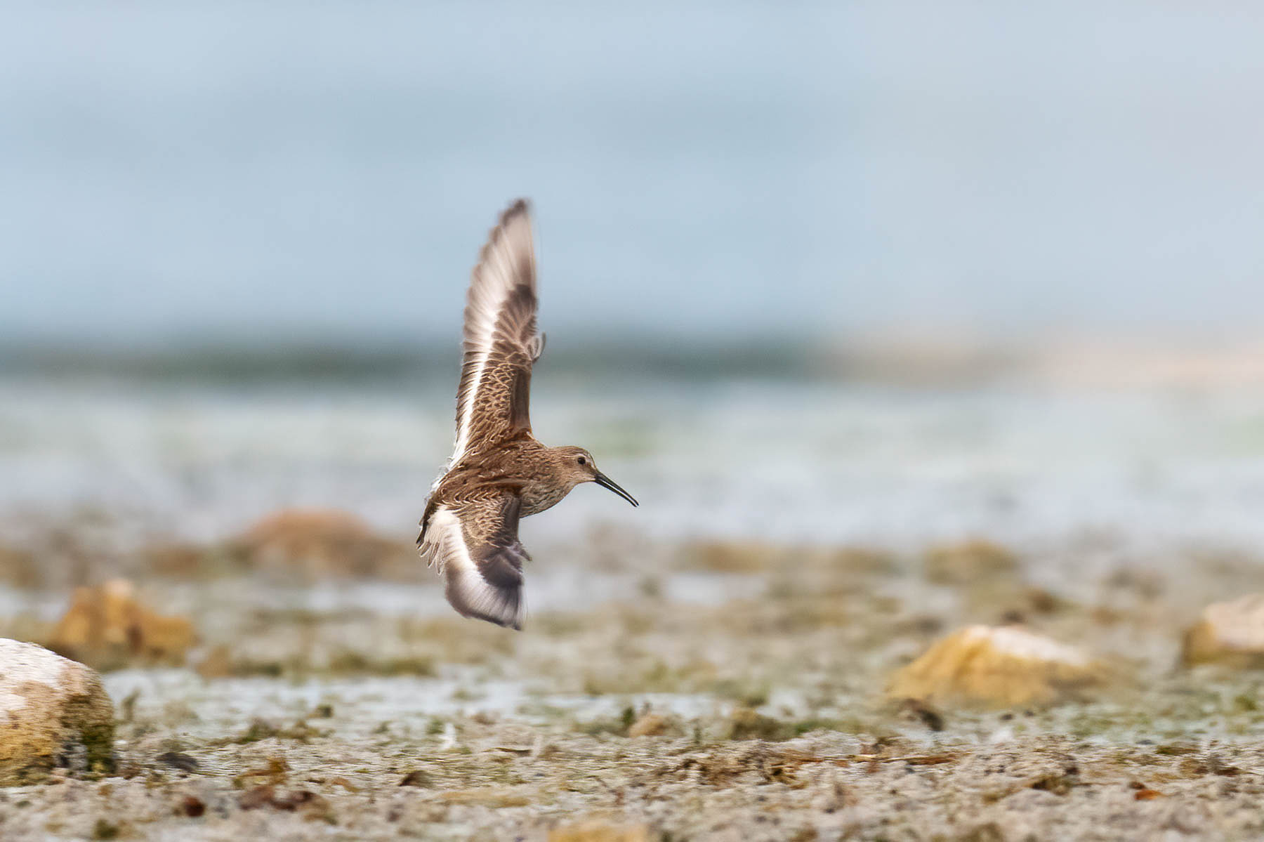 Curlew sandpiper