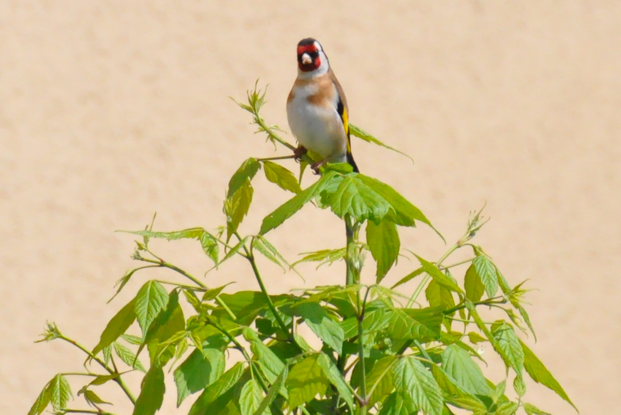 goldfinch