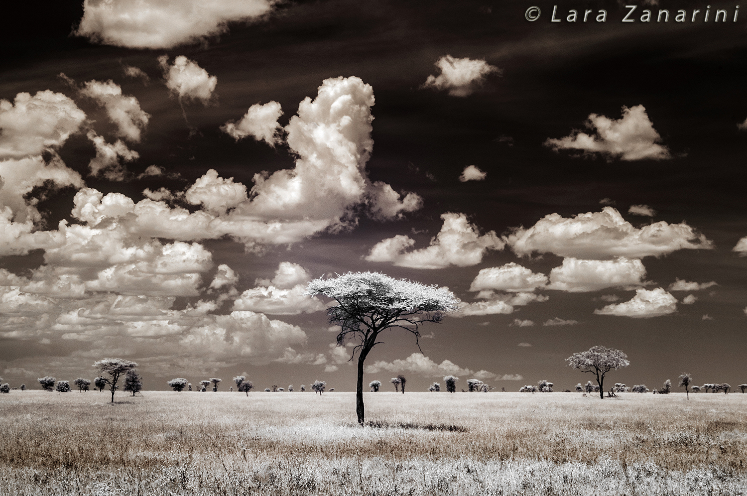 Infrared - Tanzania - Africa