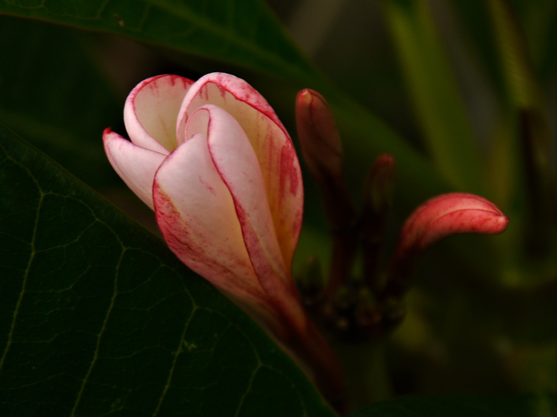 Frangipani