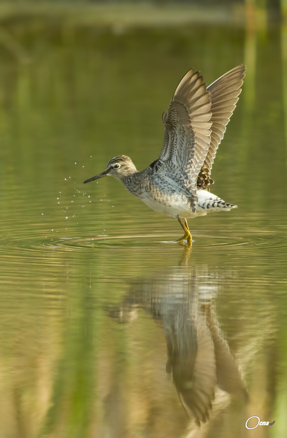 il piro piro si........arrende