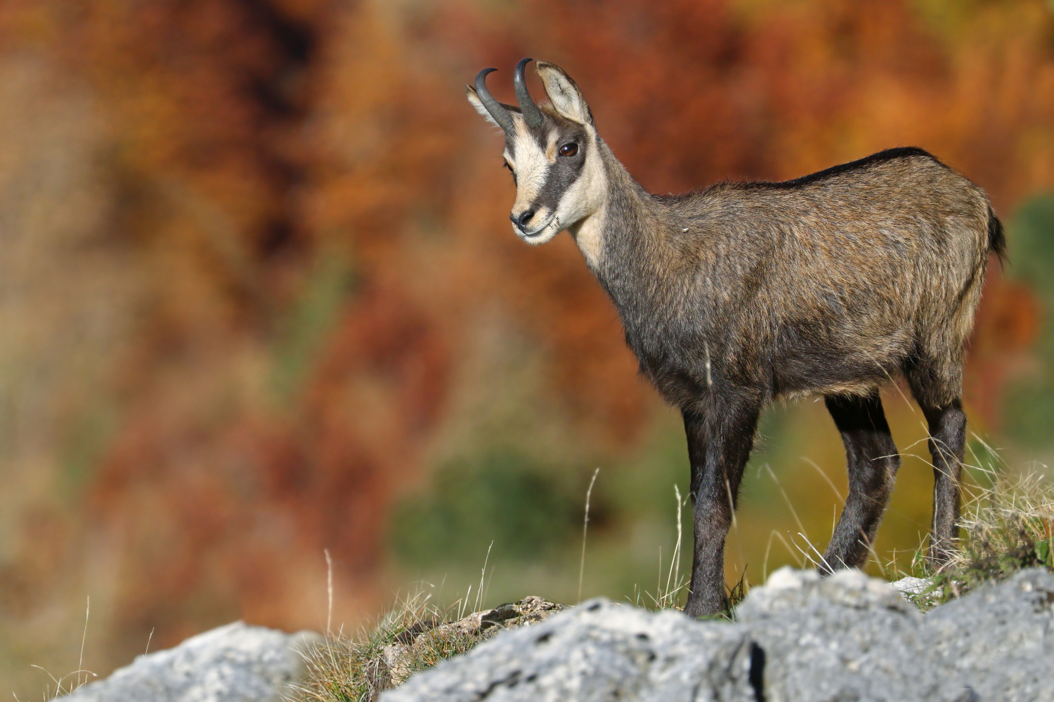 Chamois