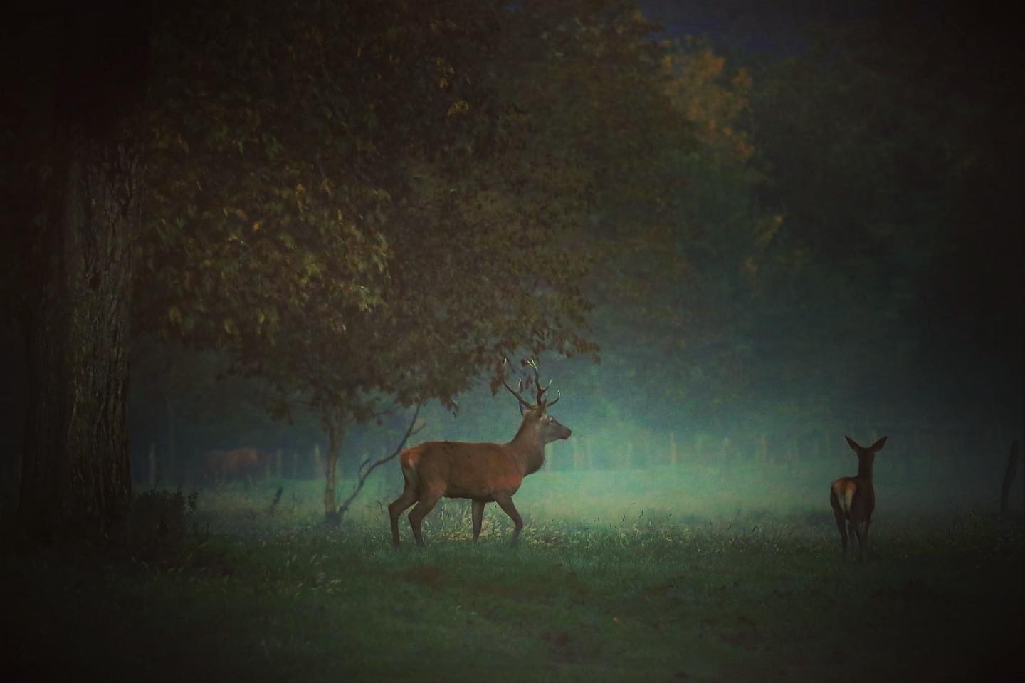 sogno mattutino