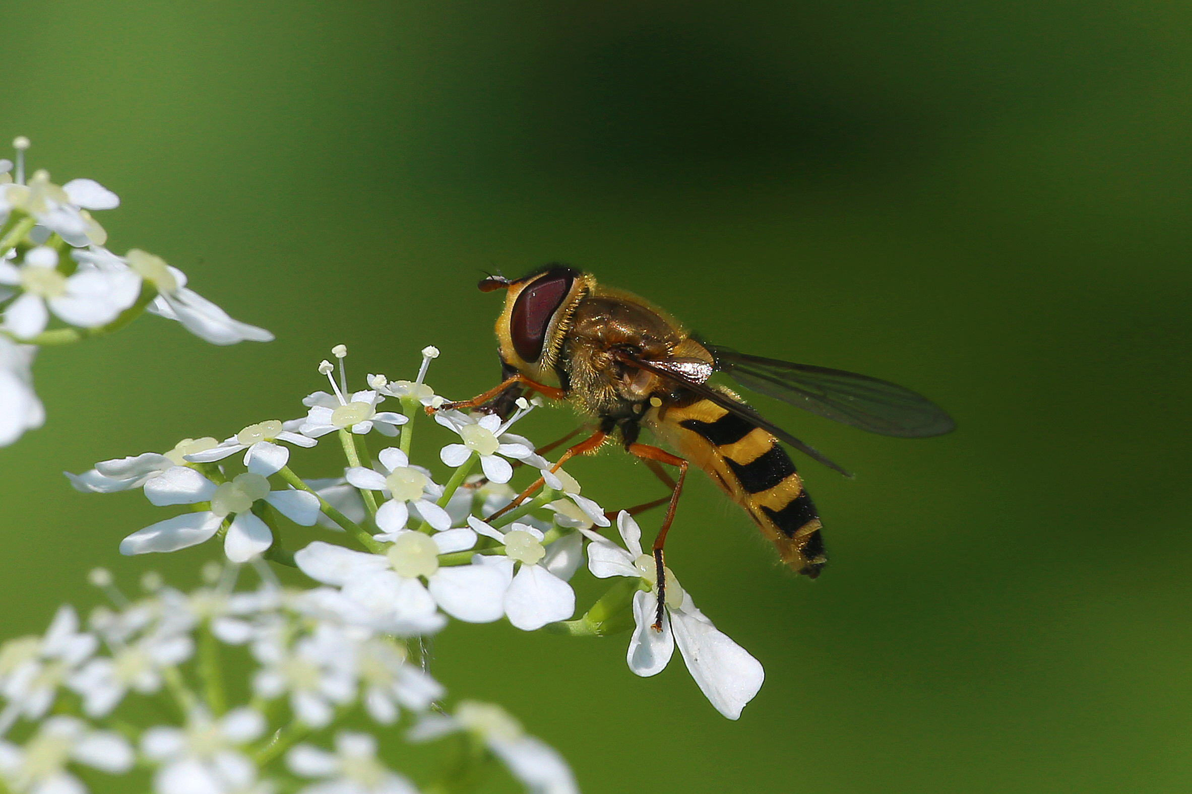 Batesian mimicry