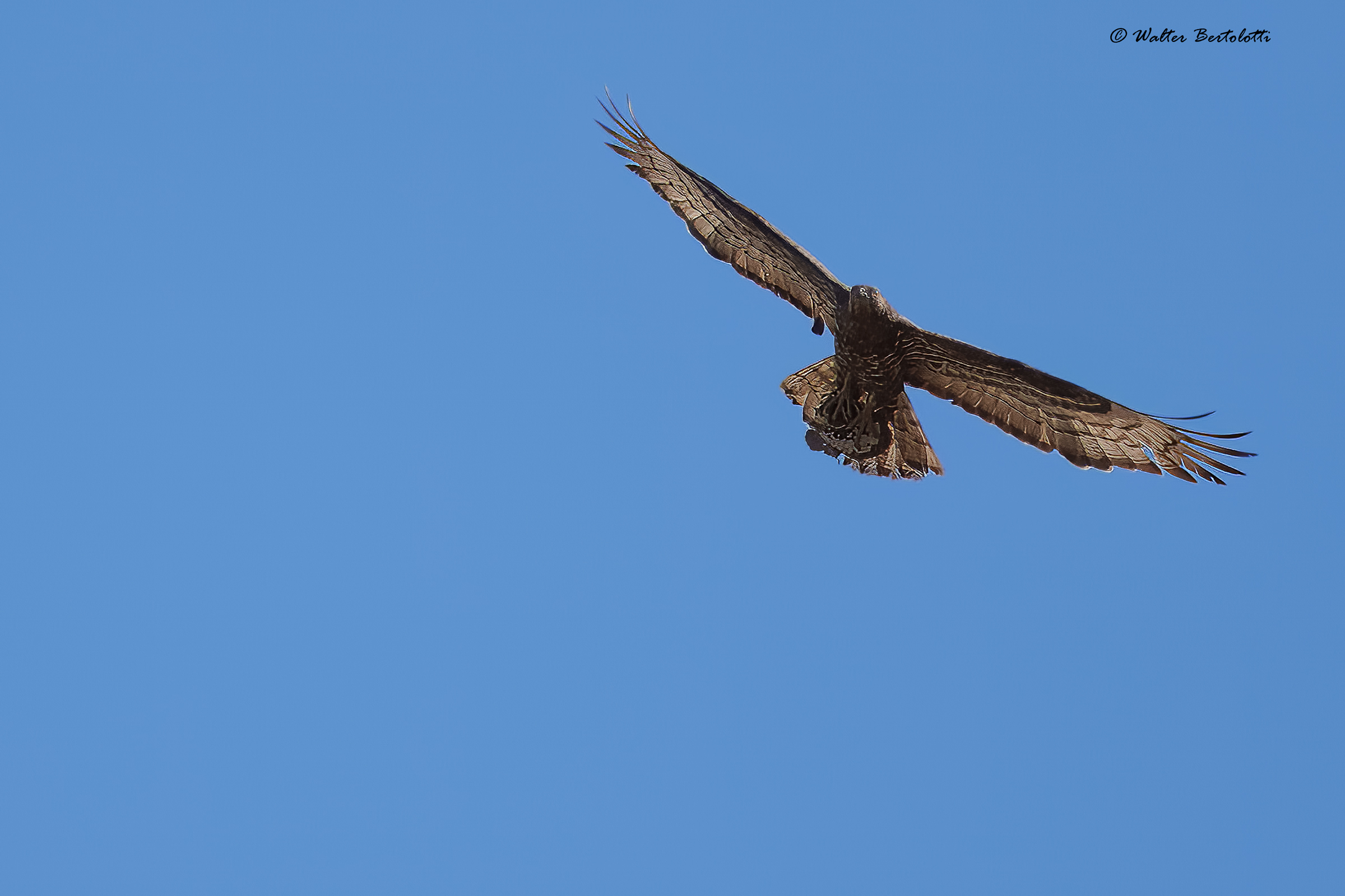 honey buzzard
