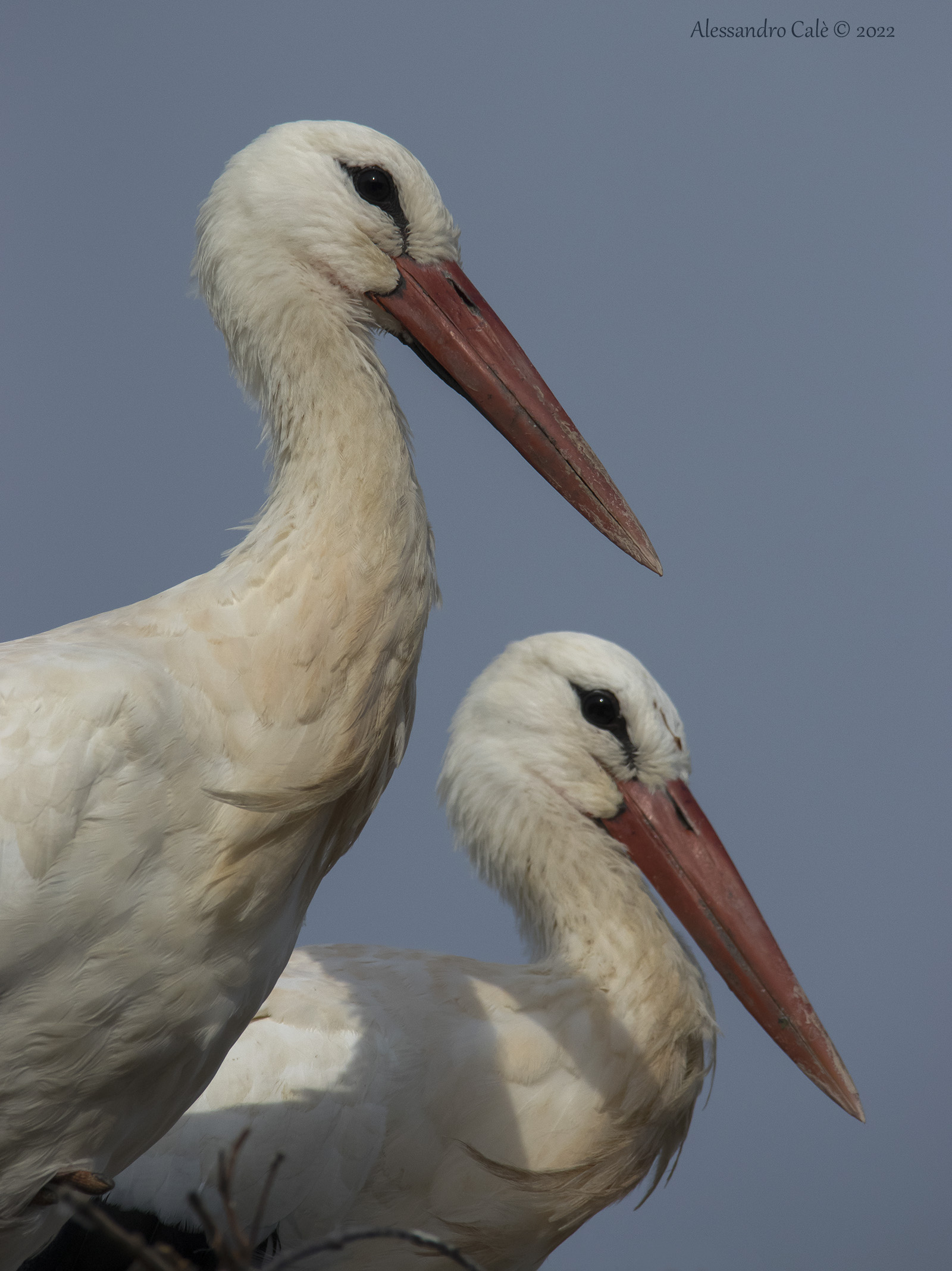 Ciconia ciconia (Cicogna bianca) 9283