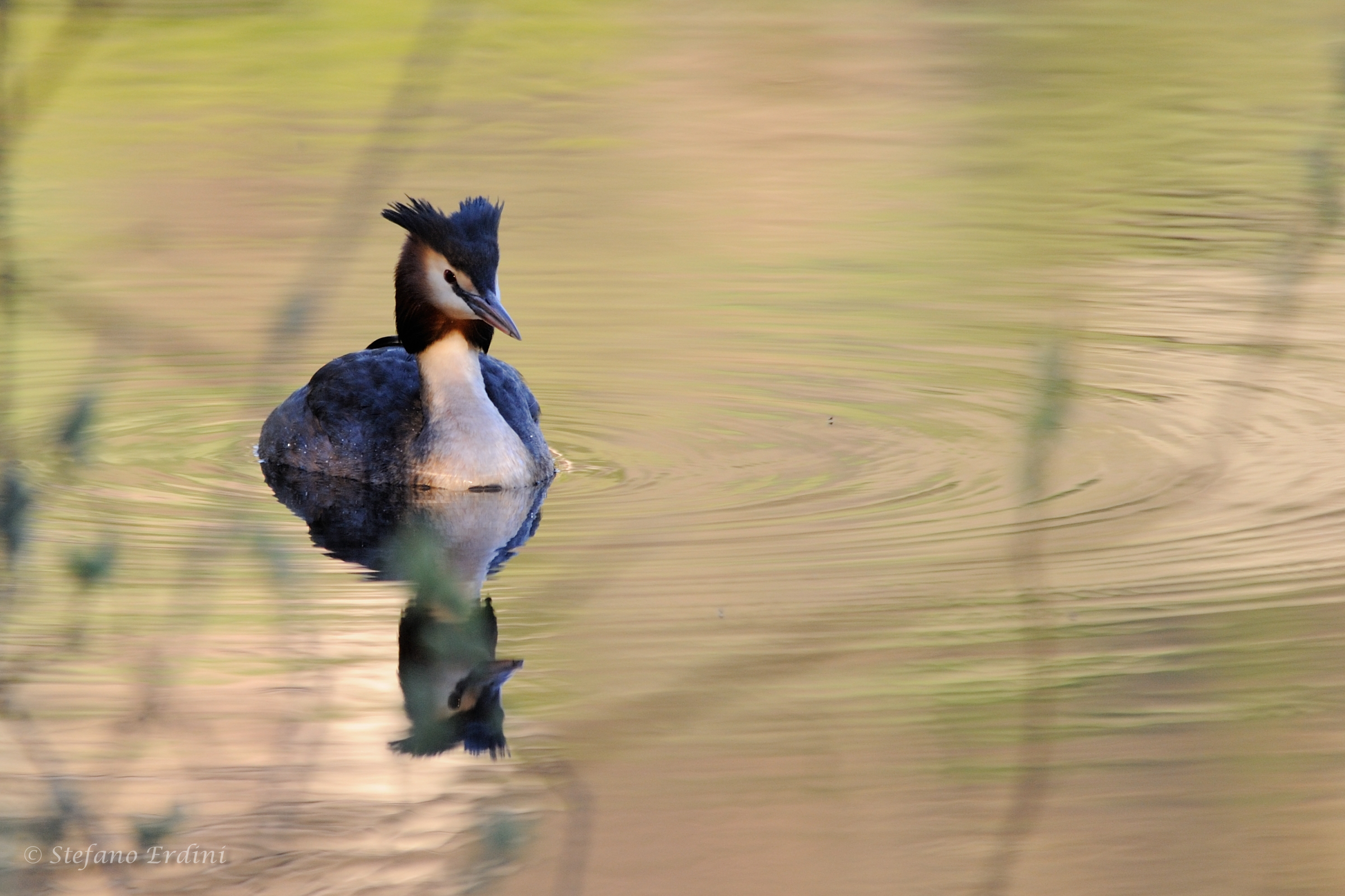 Svasso Maggiore, femmina