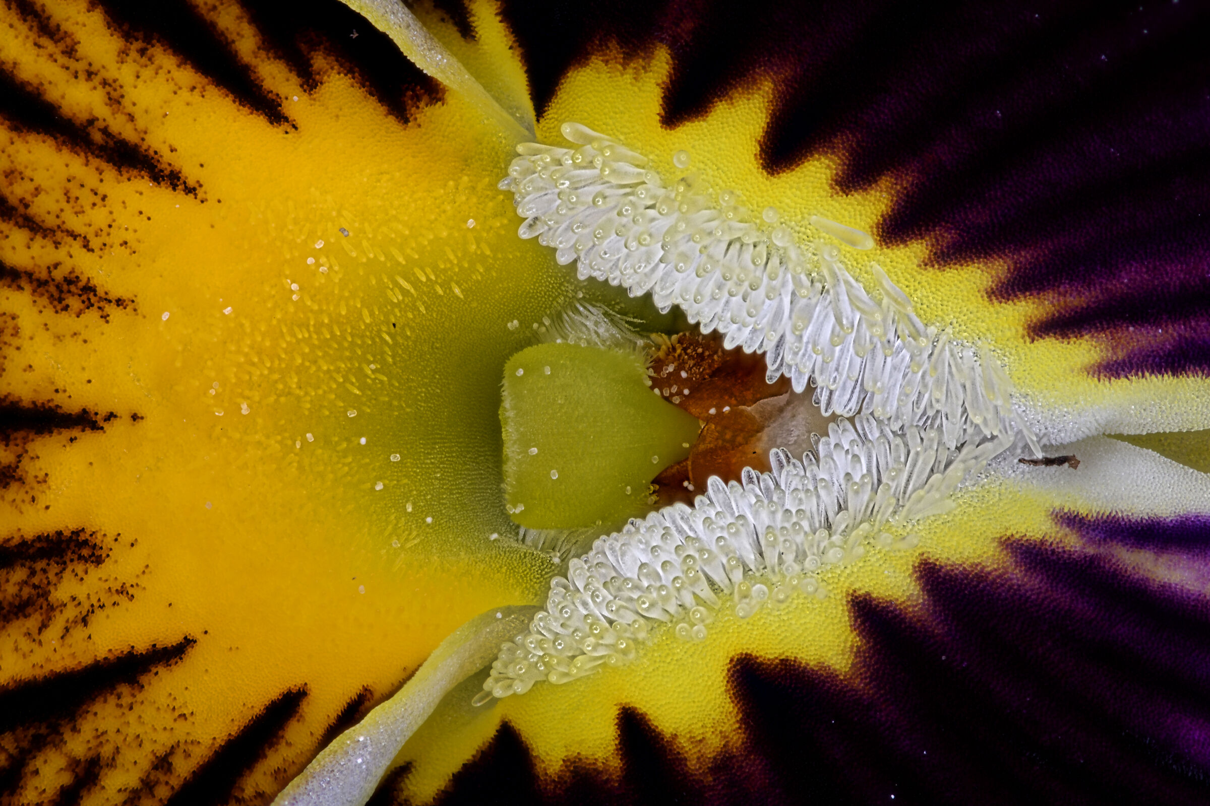 The mouth of the violet