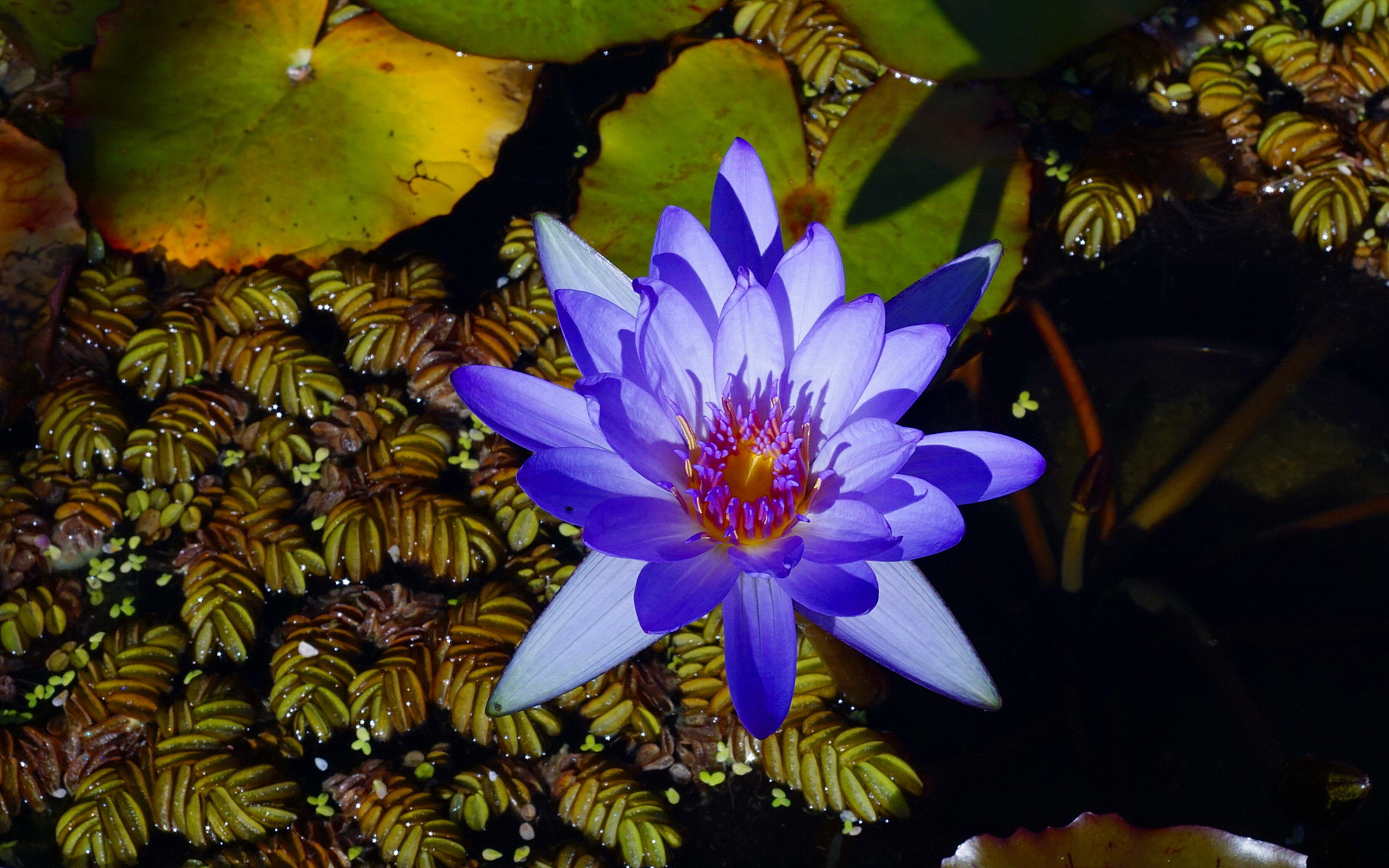 August Koch (Ninea Blue)