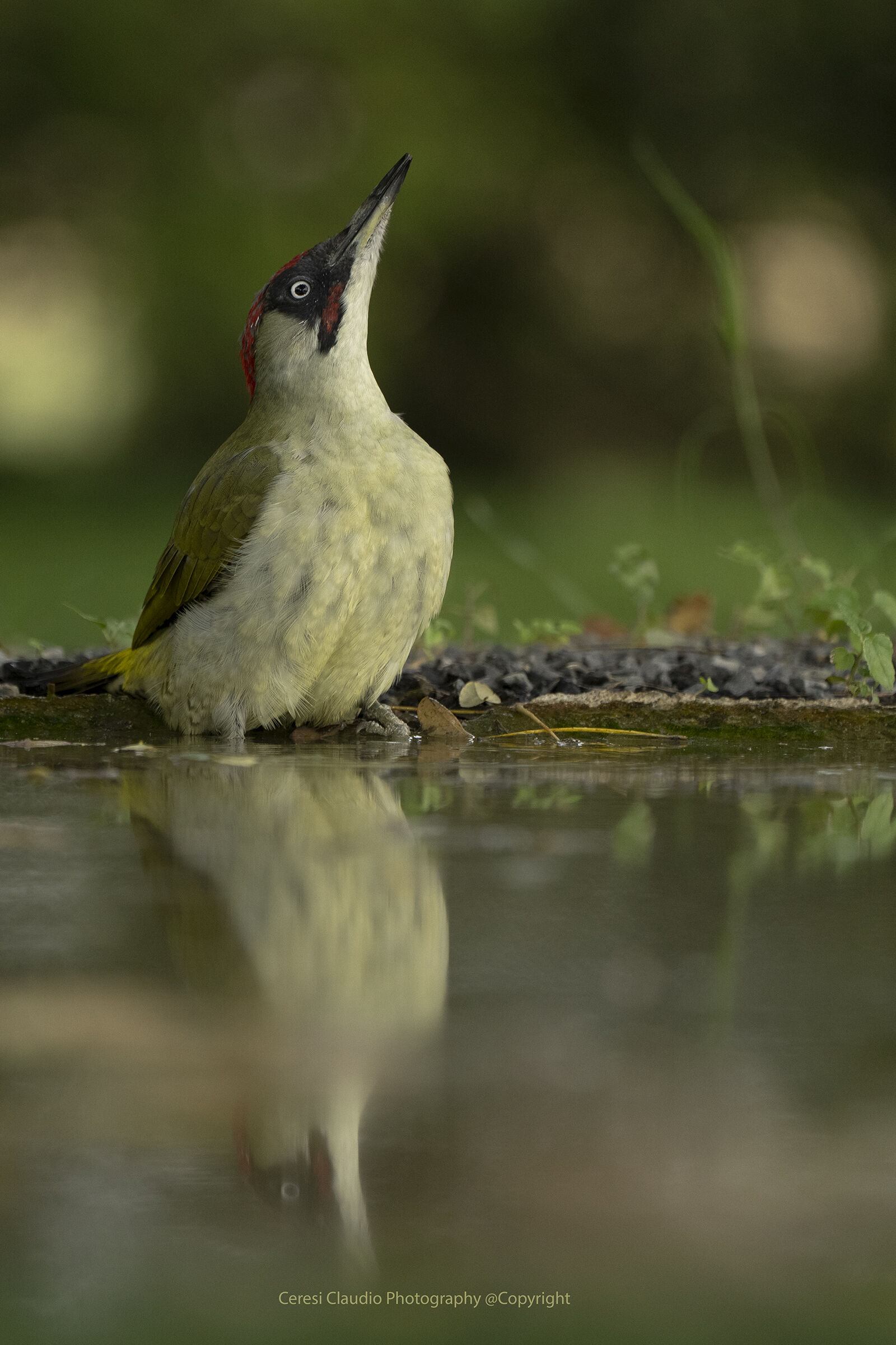 picchio verde in attenzione