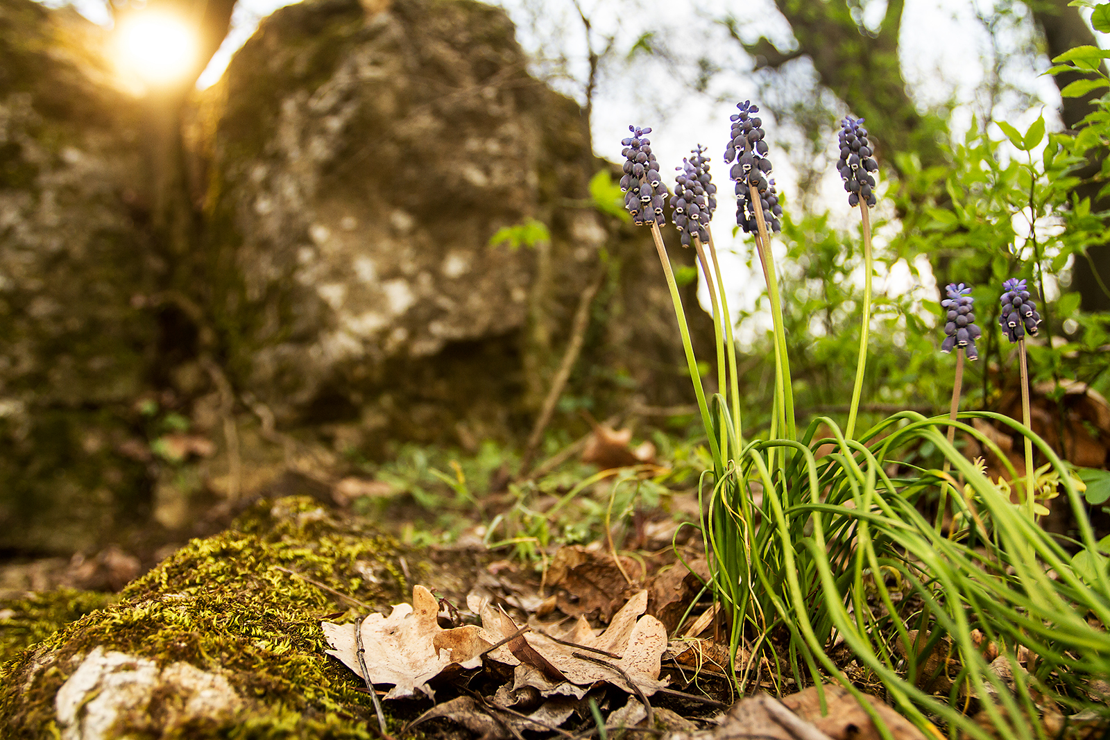 Muscari neglectum