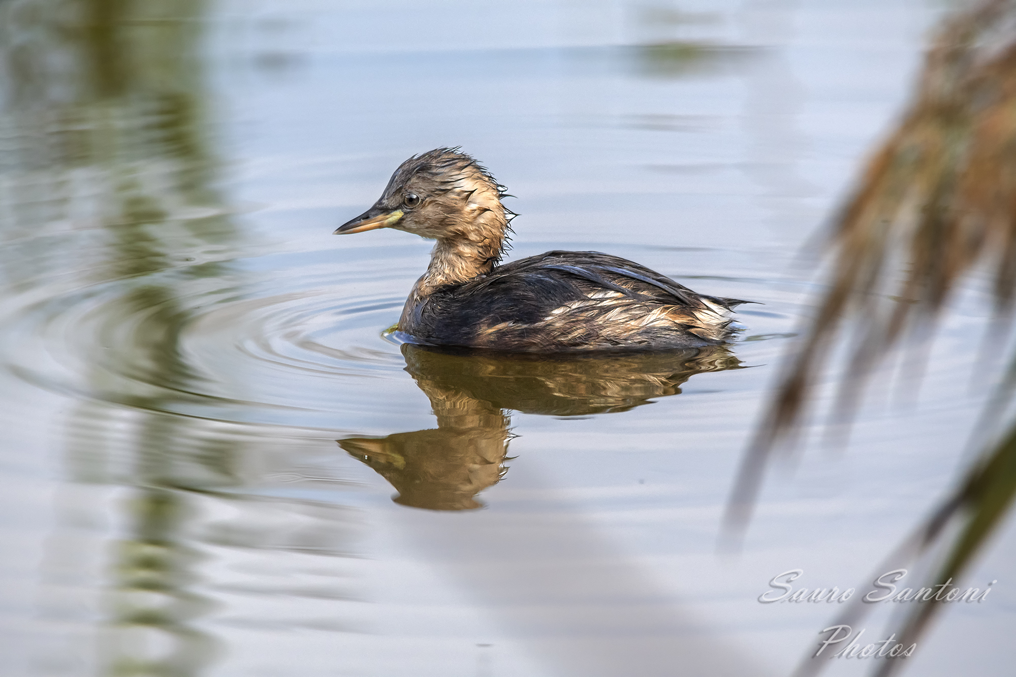 Dabchick