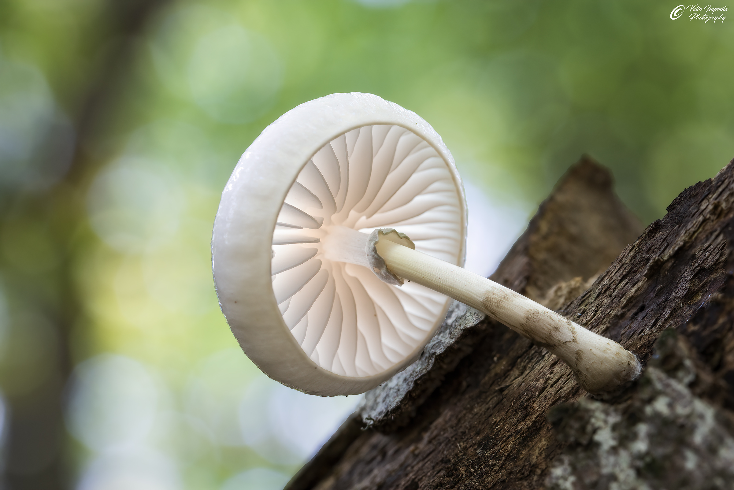 Lights, circles and slats