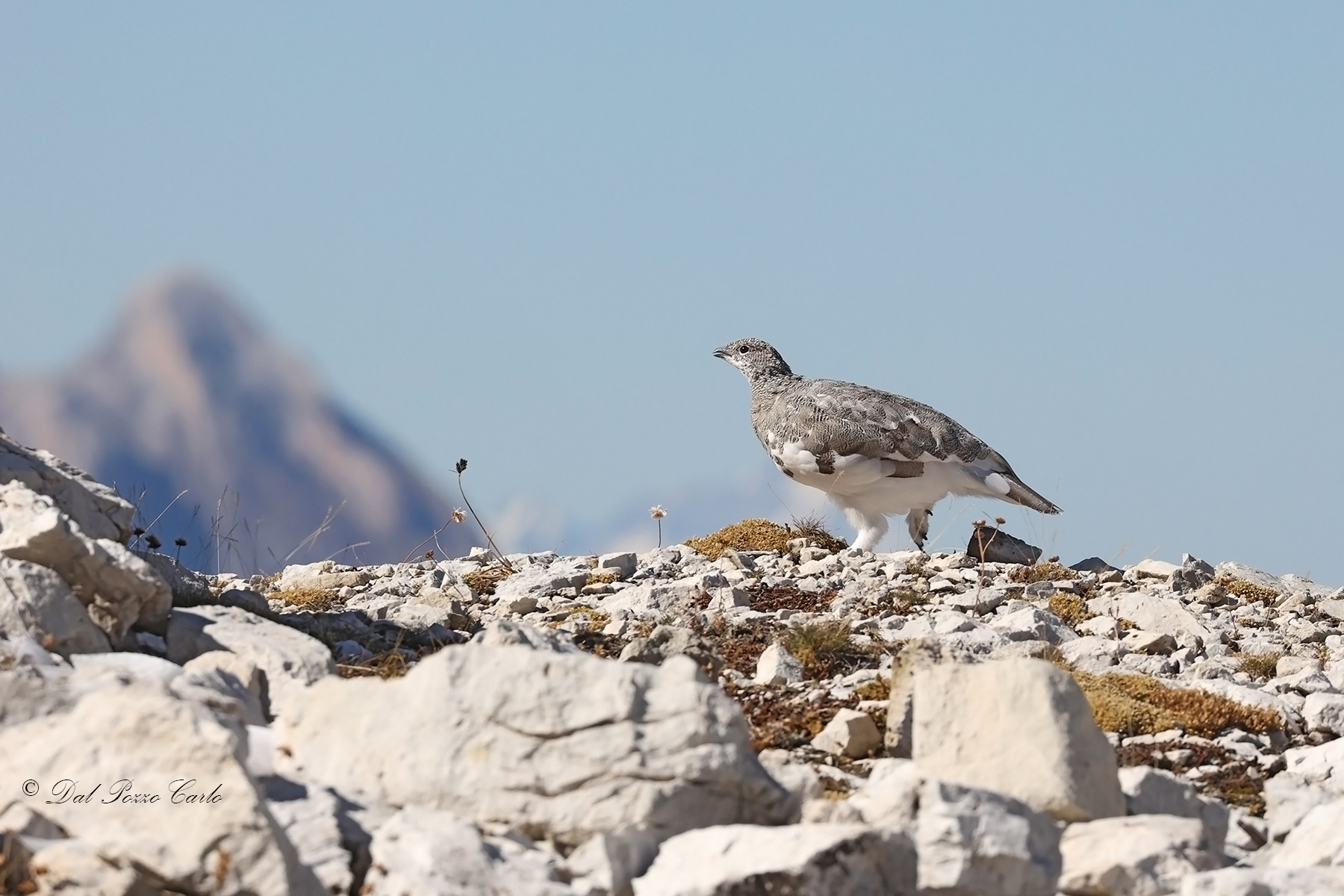 Walking through the steps