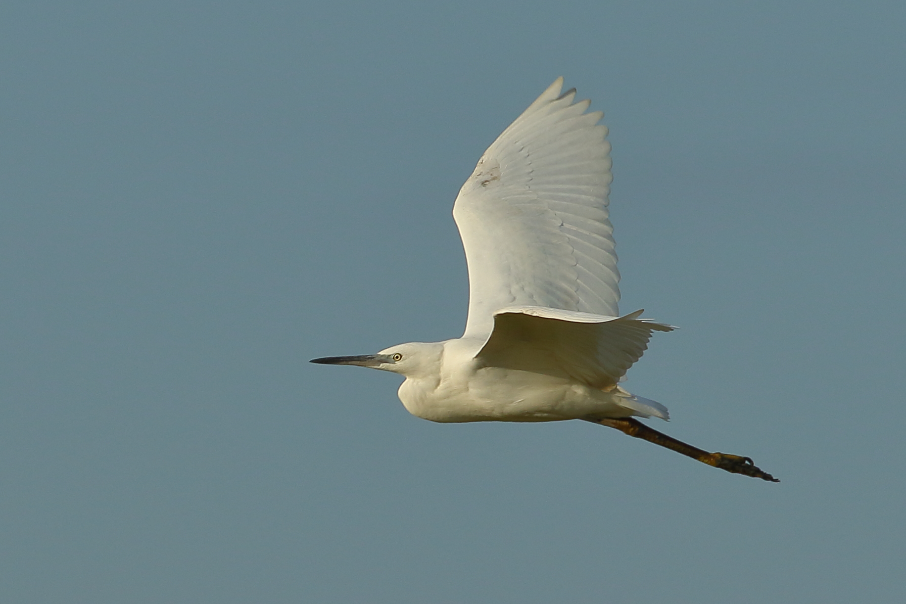 egret