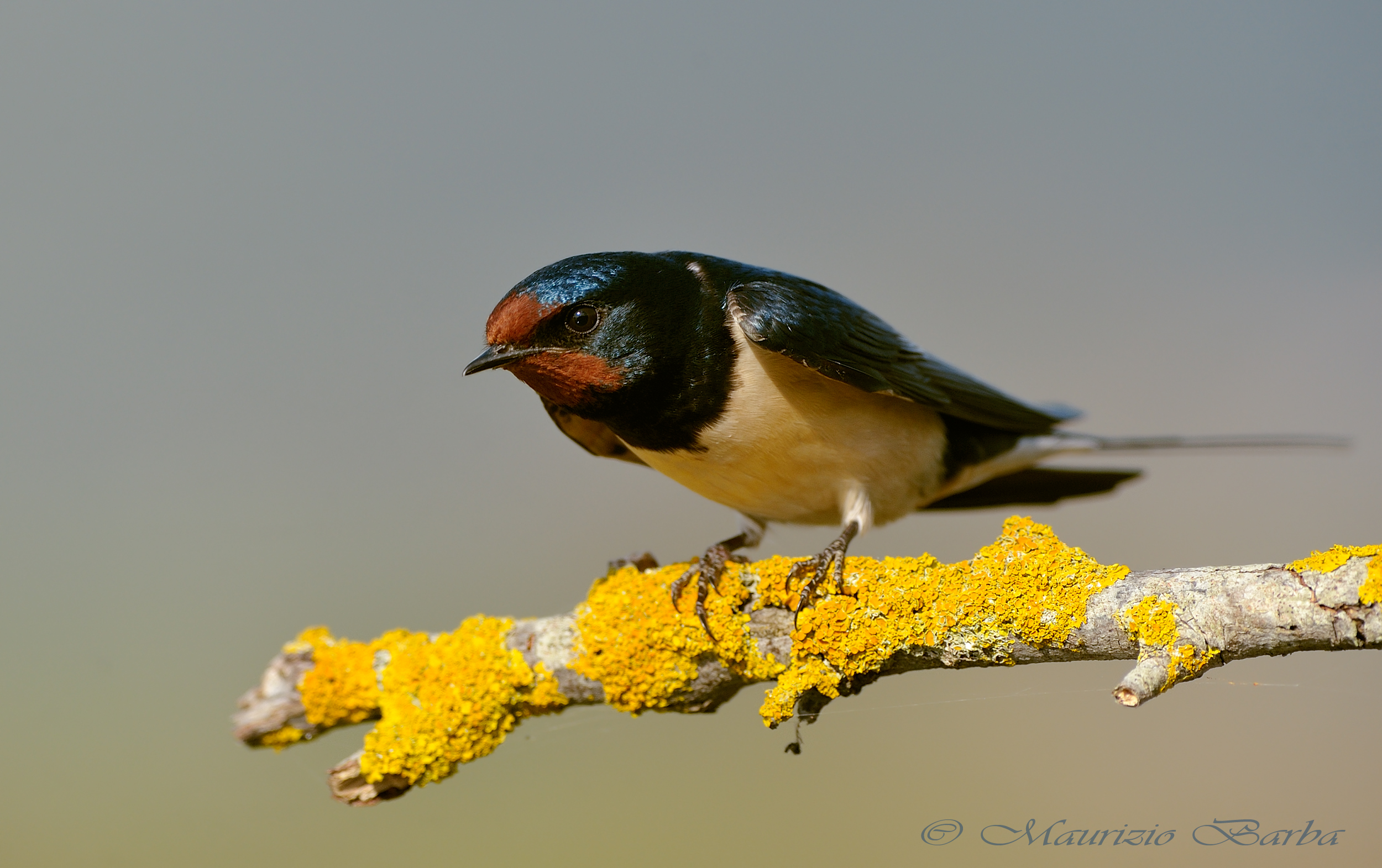Swallow