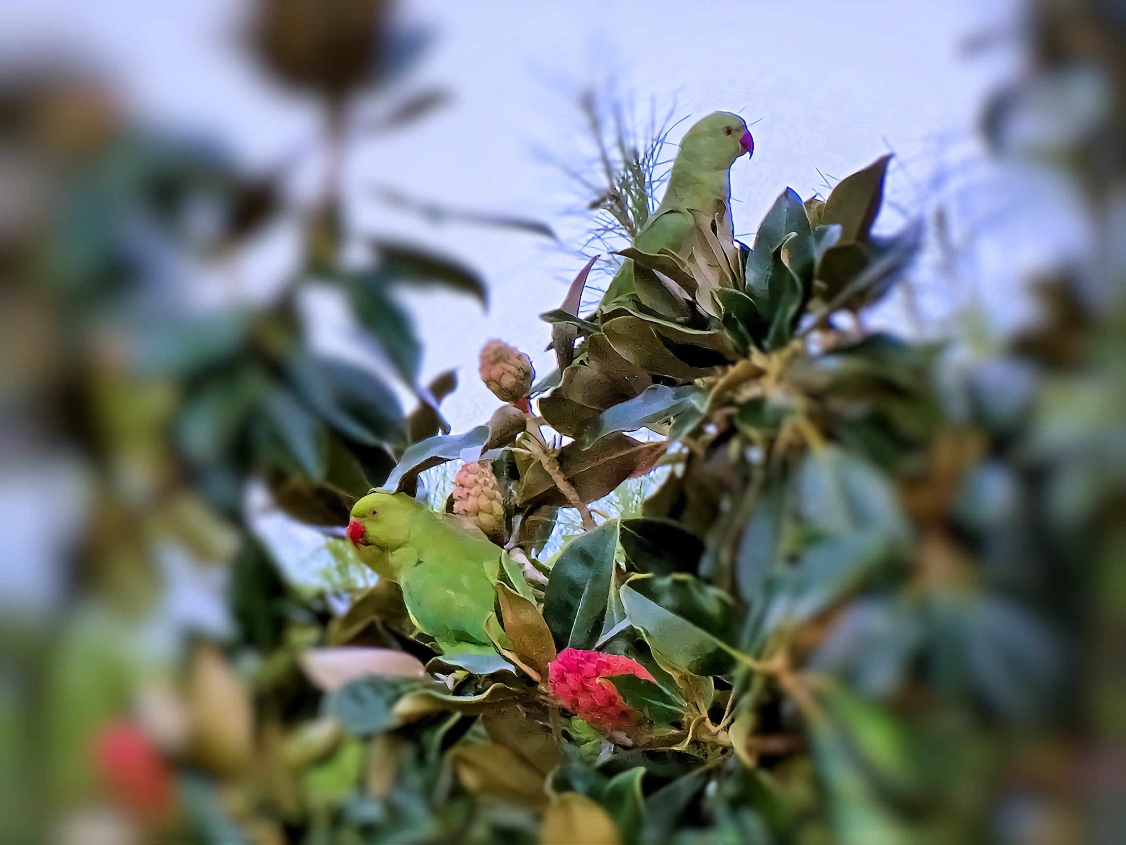 Parakeets and magnolia seeds grandiflora