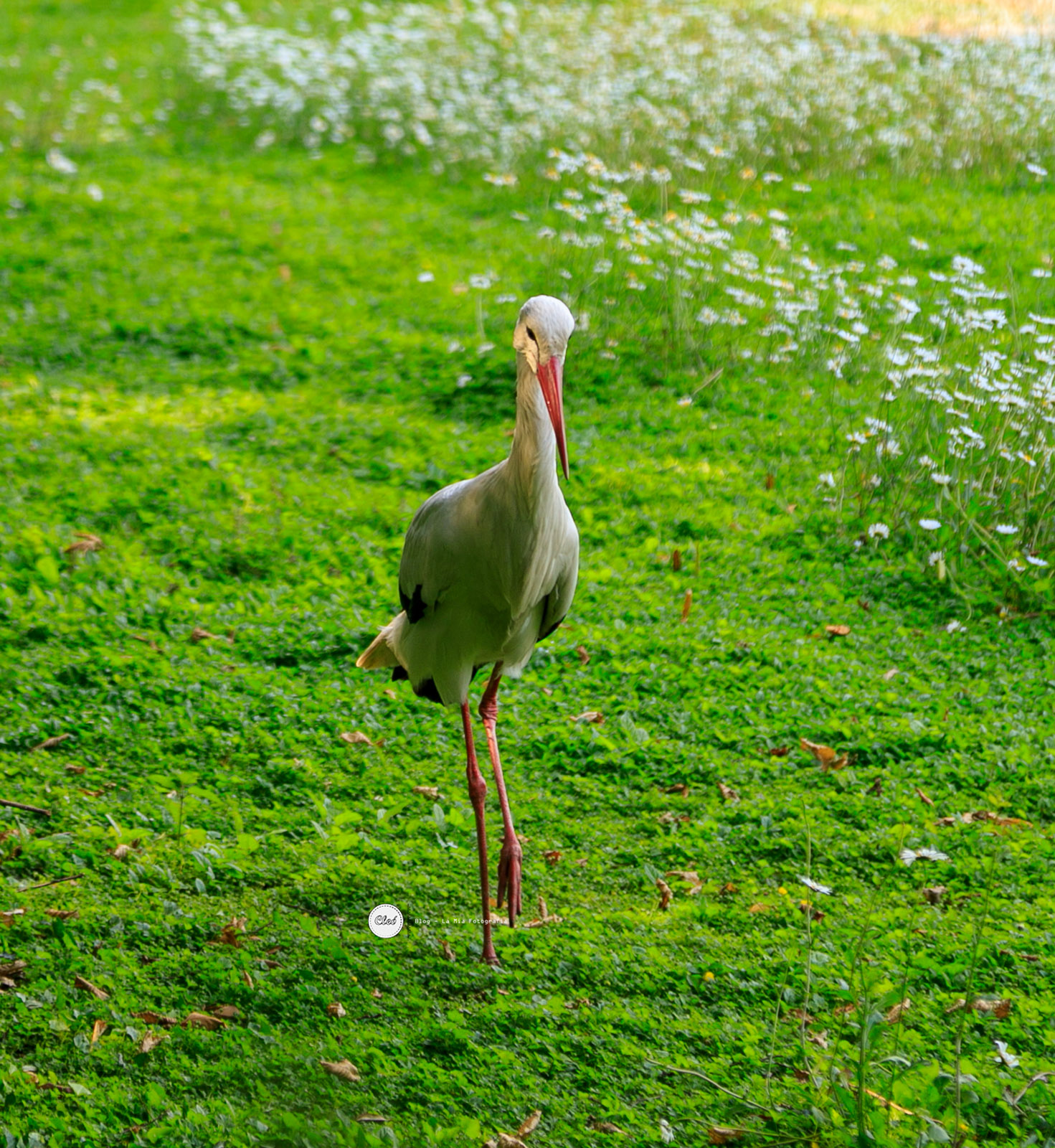 Stork