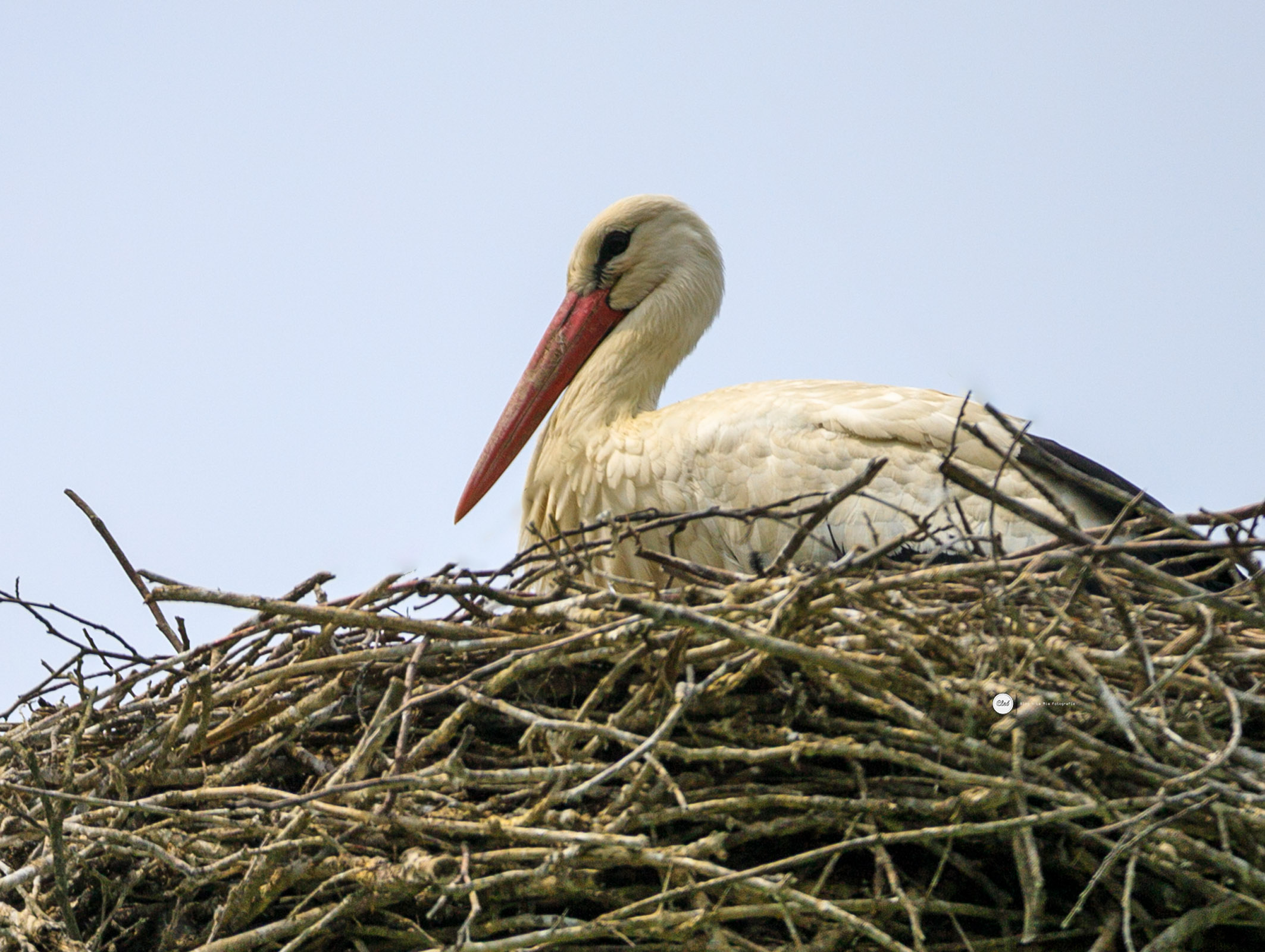 Stork