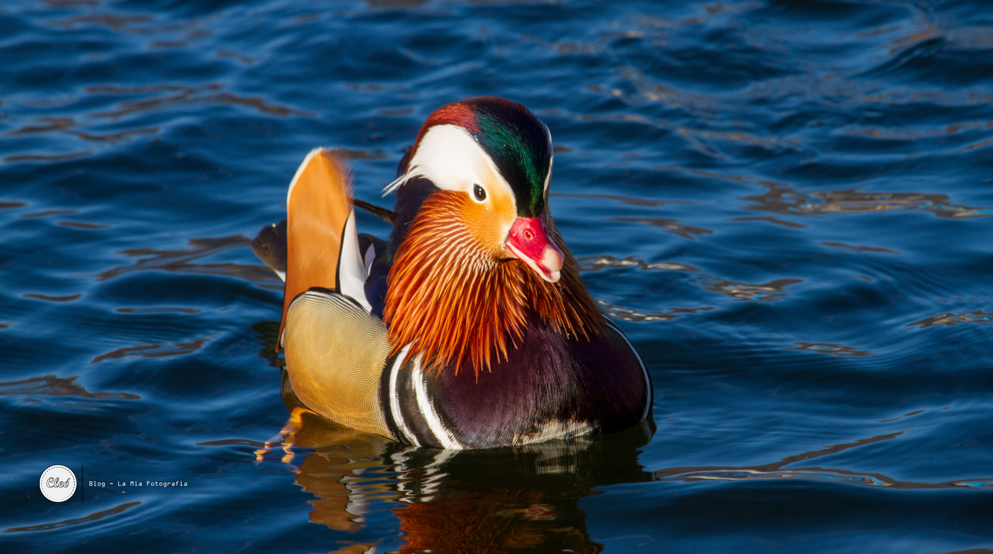 Mandarin Duck (Aix Galericulata)