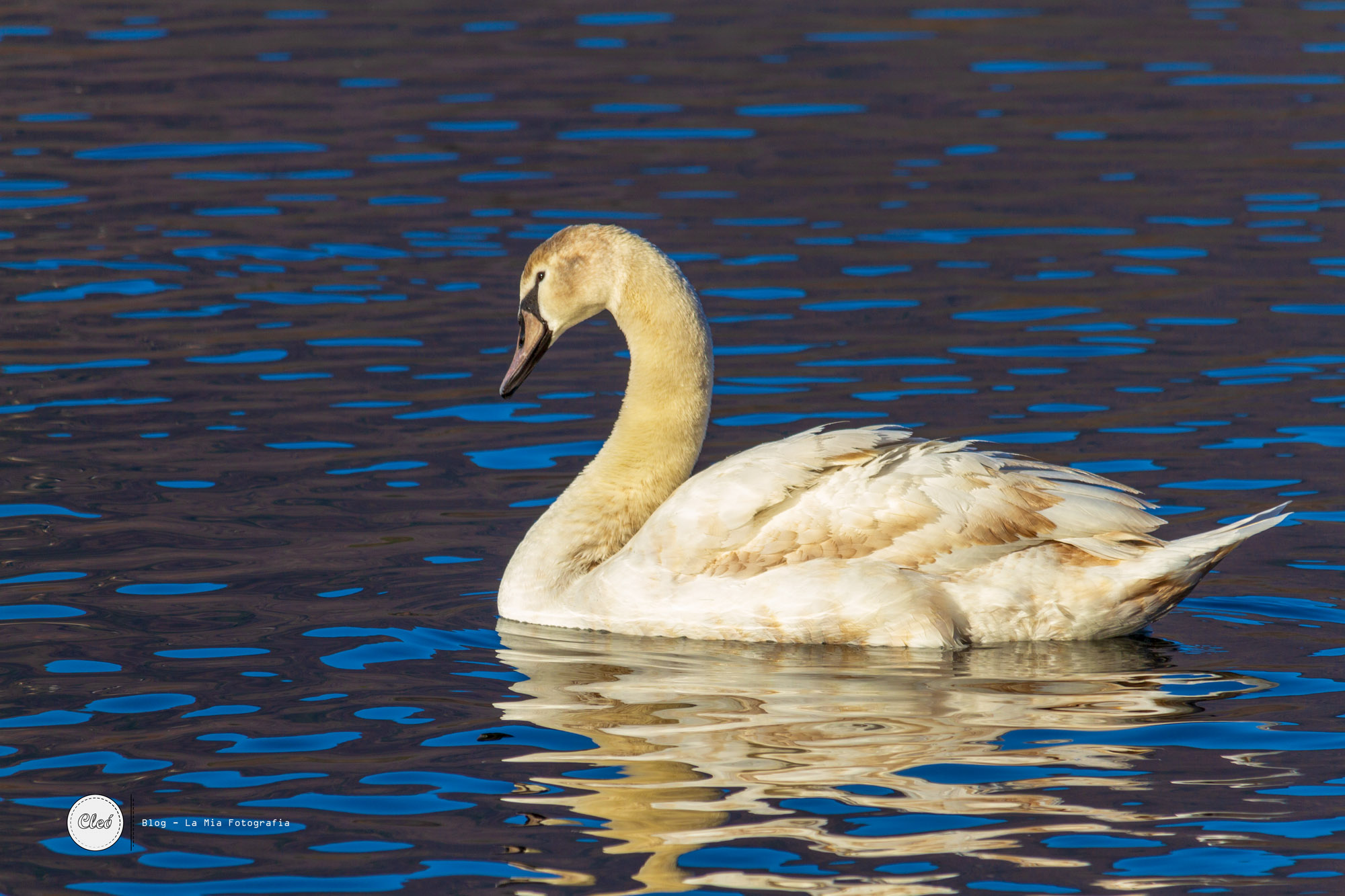 Swan
