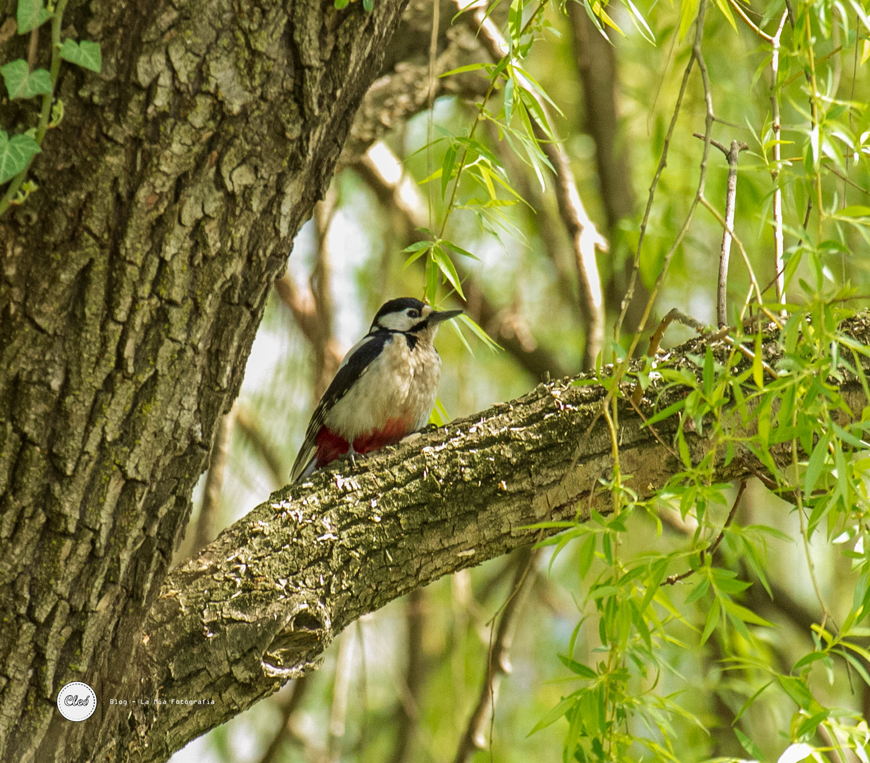 Red Woodpecker