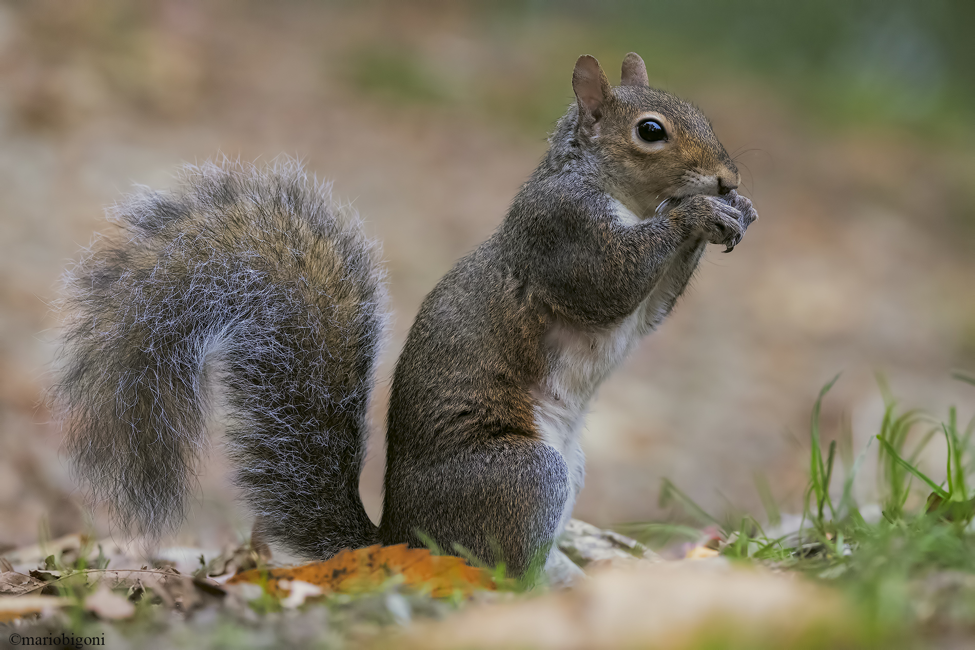 Grey squirrel