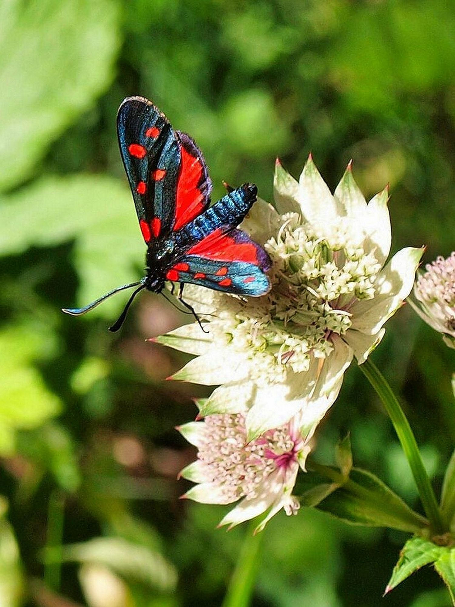 Zygaena alpina