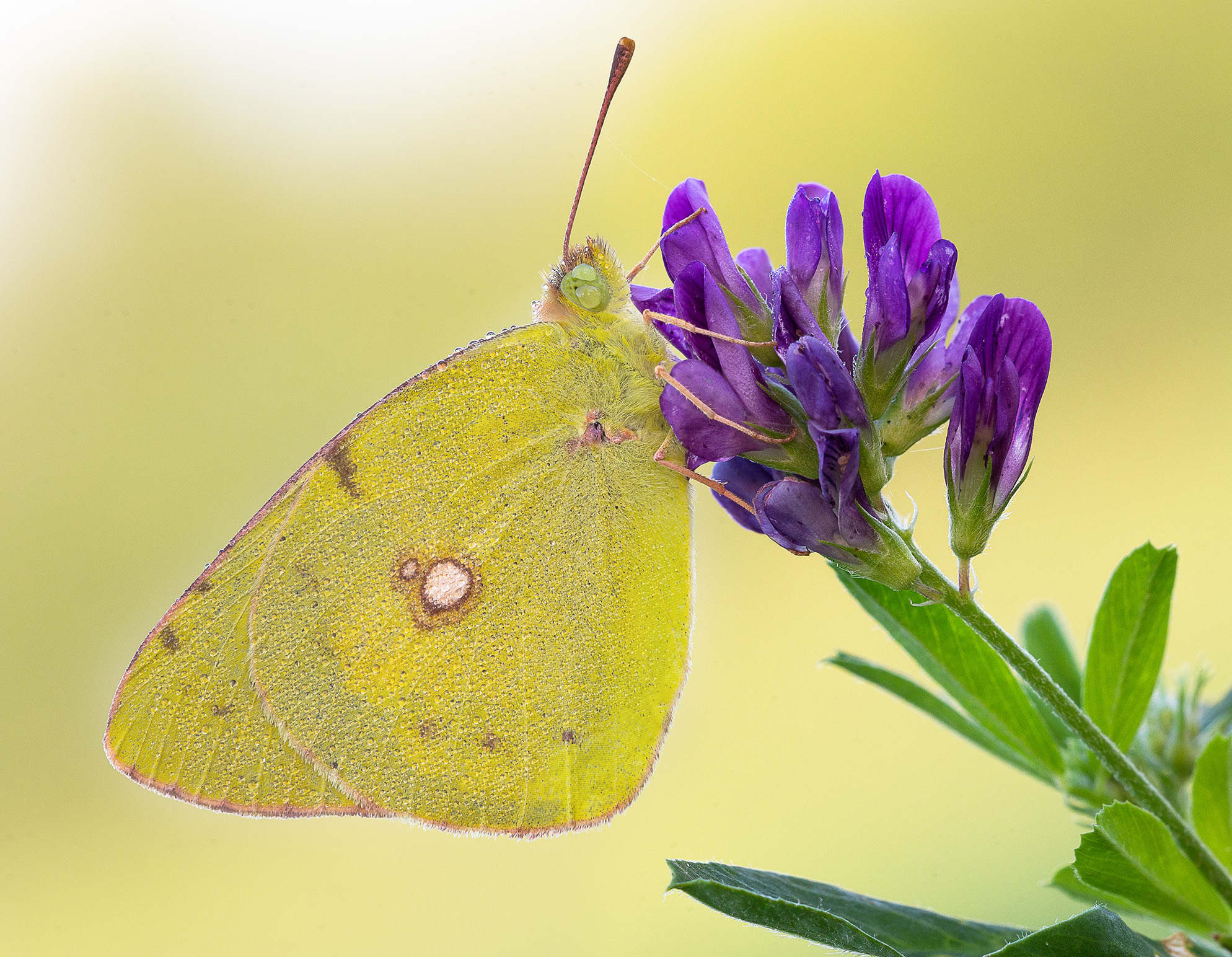 Colias Crocea