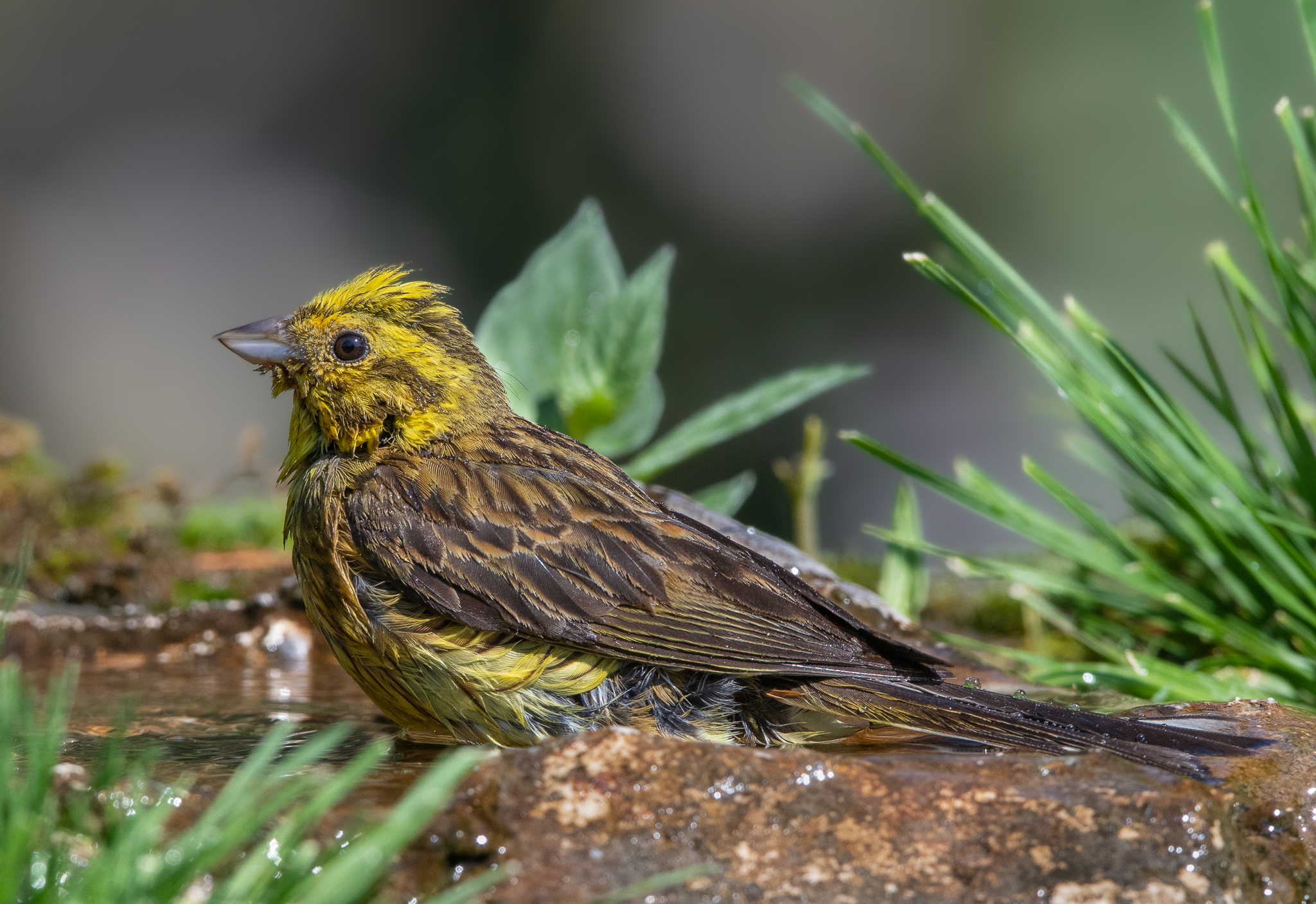 Bagnetto Zigolo giallo