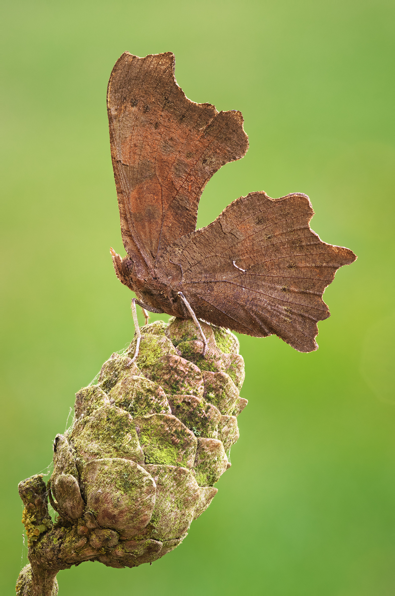 Polygonia c-album