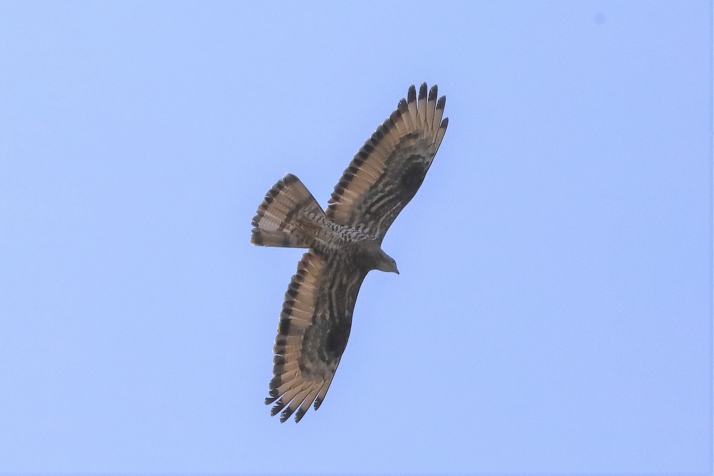 pecchiaiolo 02-07-2022