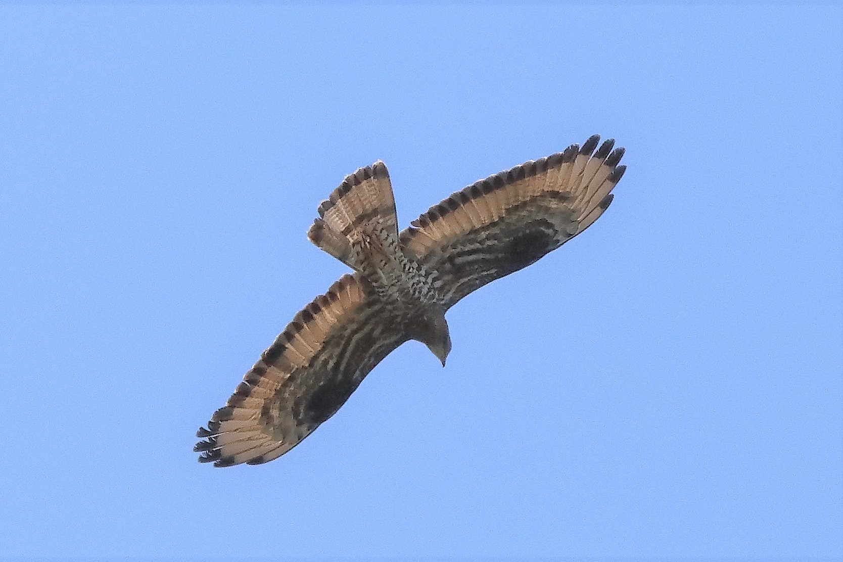 pecchiaiolo 02-07-2022