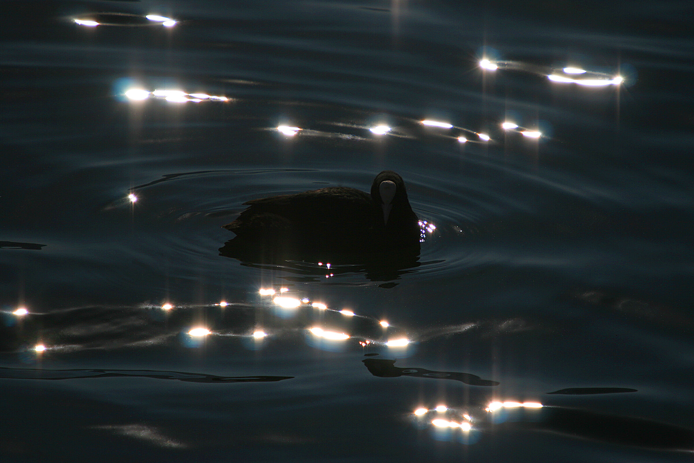 Coot against the light