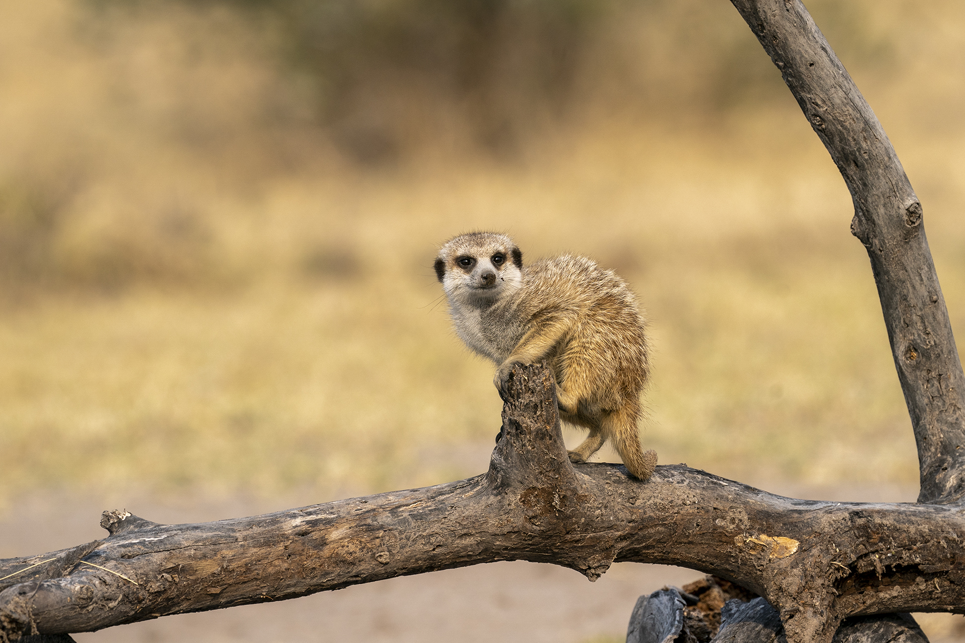 Curious meerkats