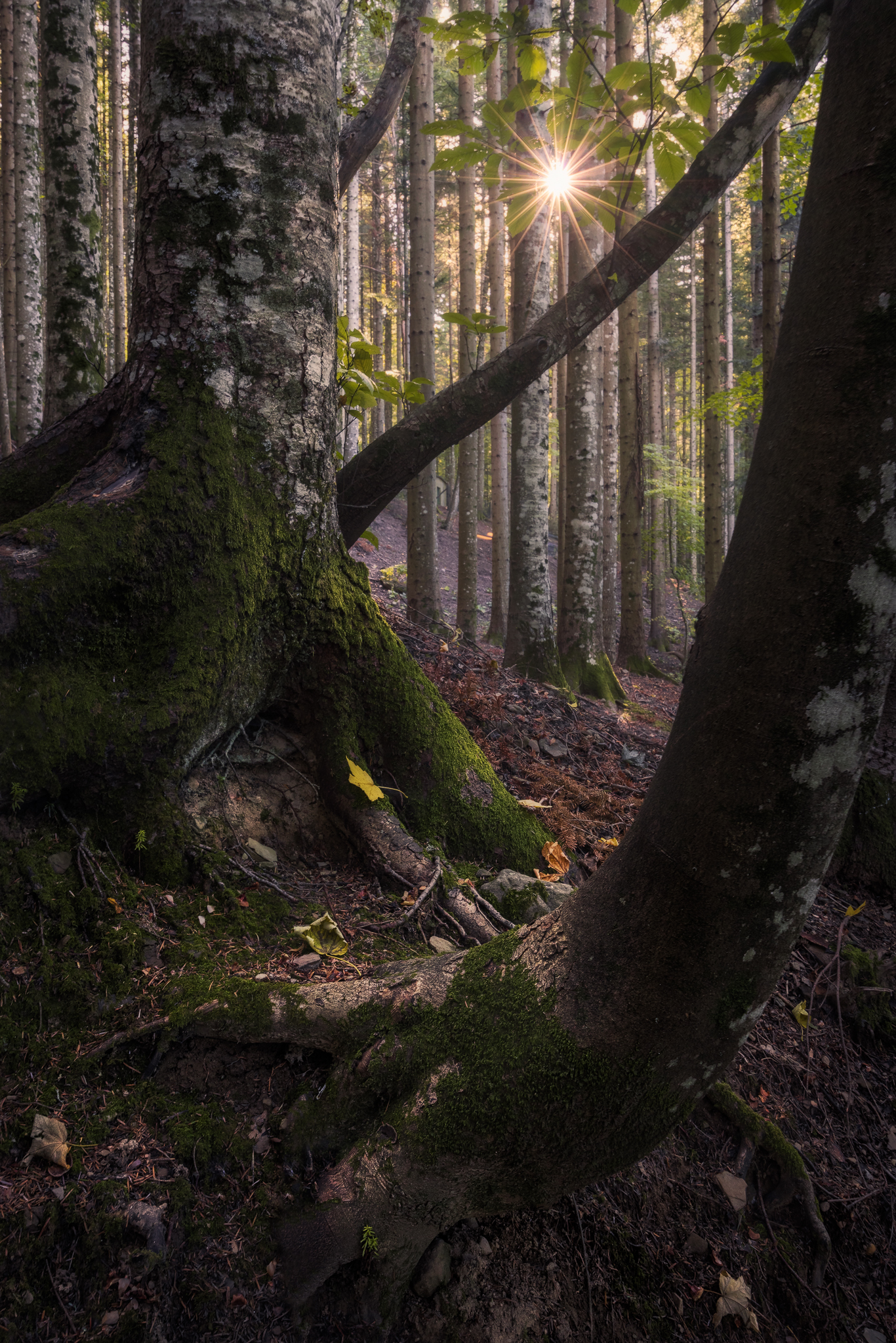 Vallombrosa forest