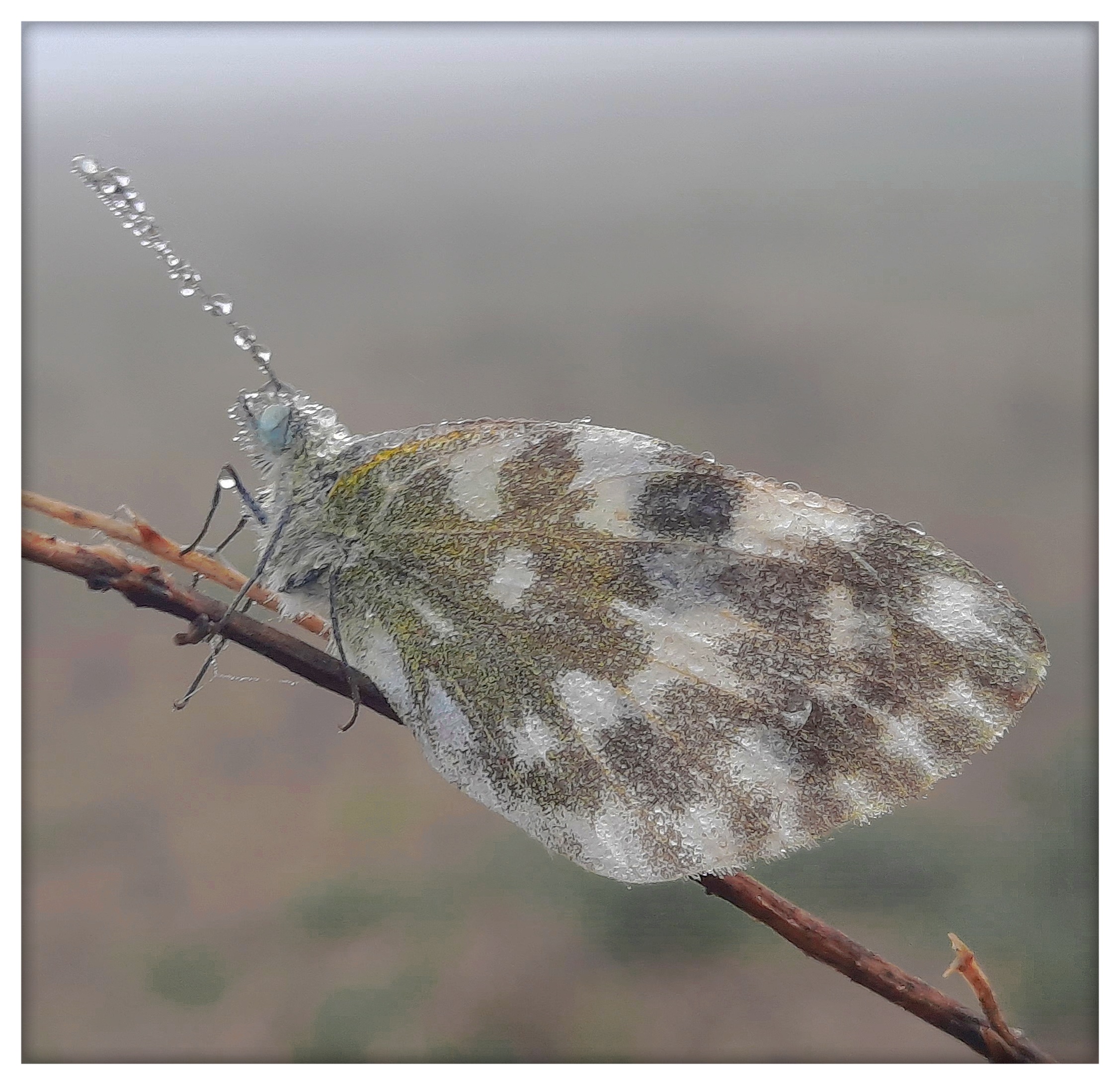 Pontia   Edusa #1