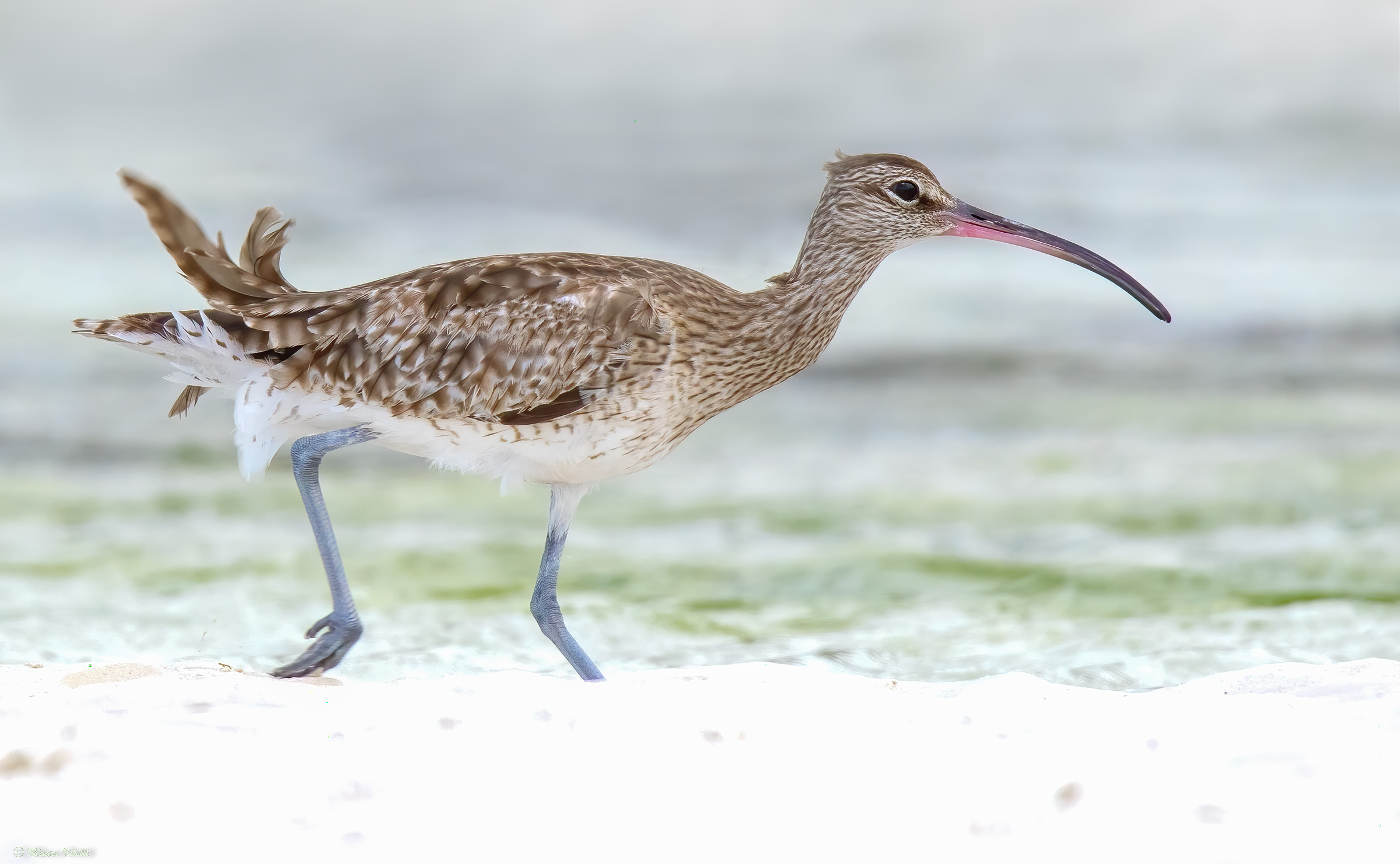 Small curlew (Numenius phaeopus)