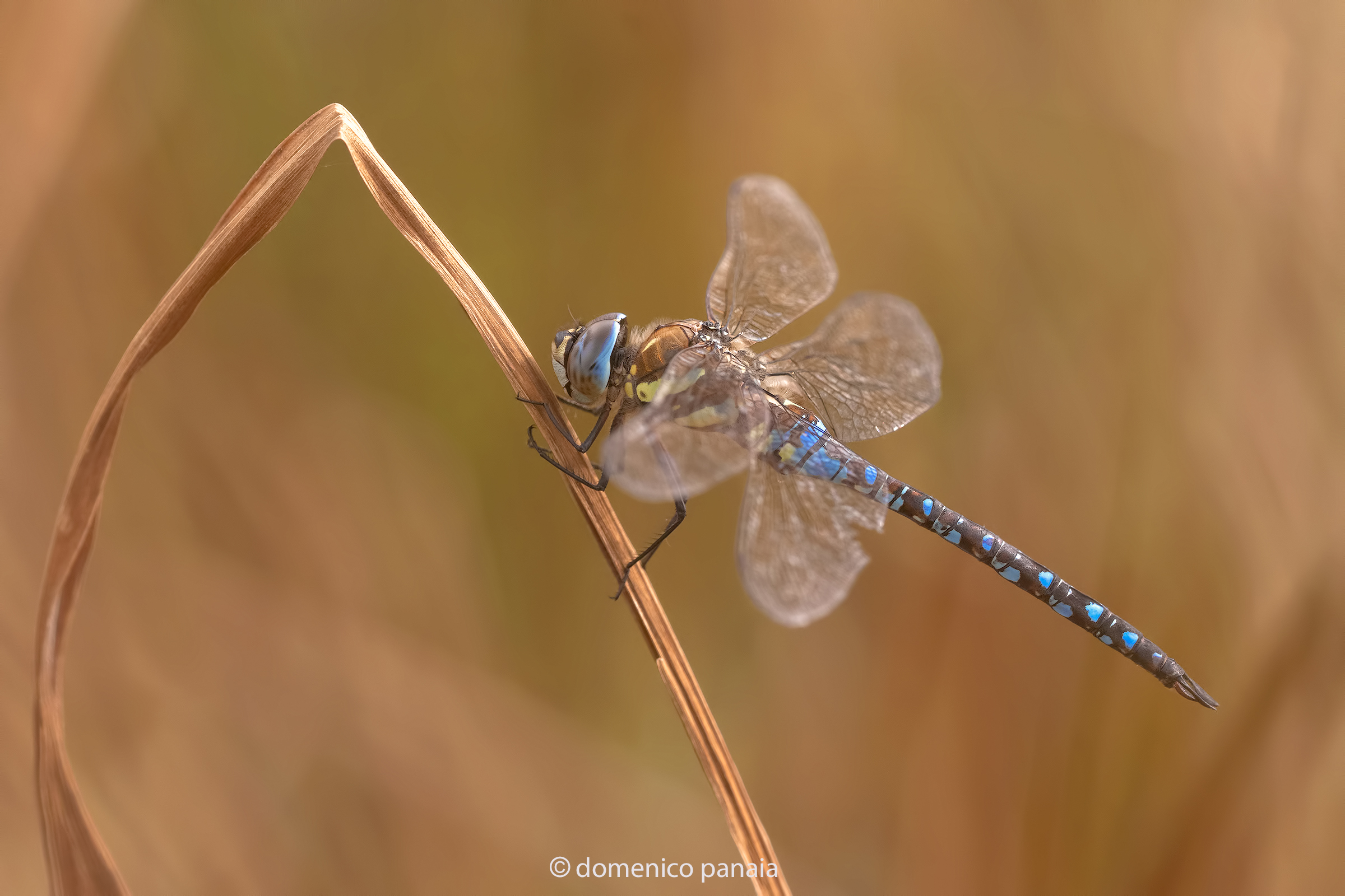 aeshna mixta